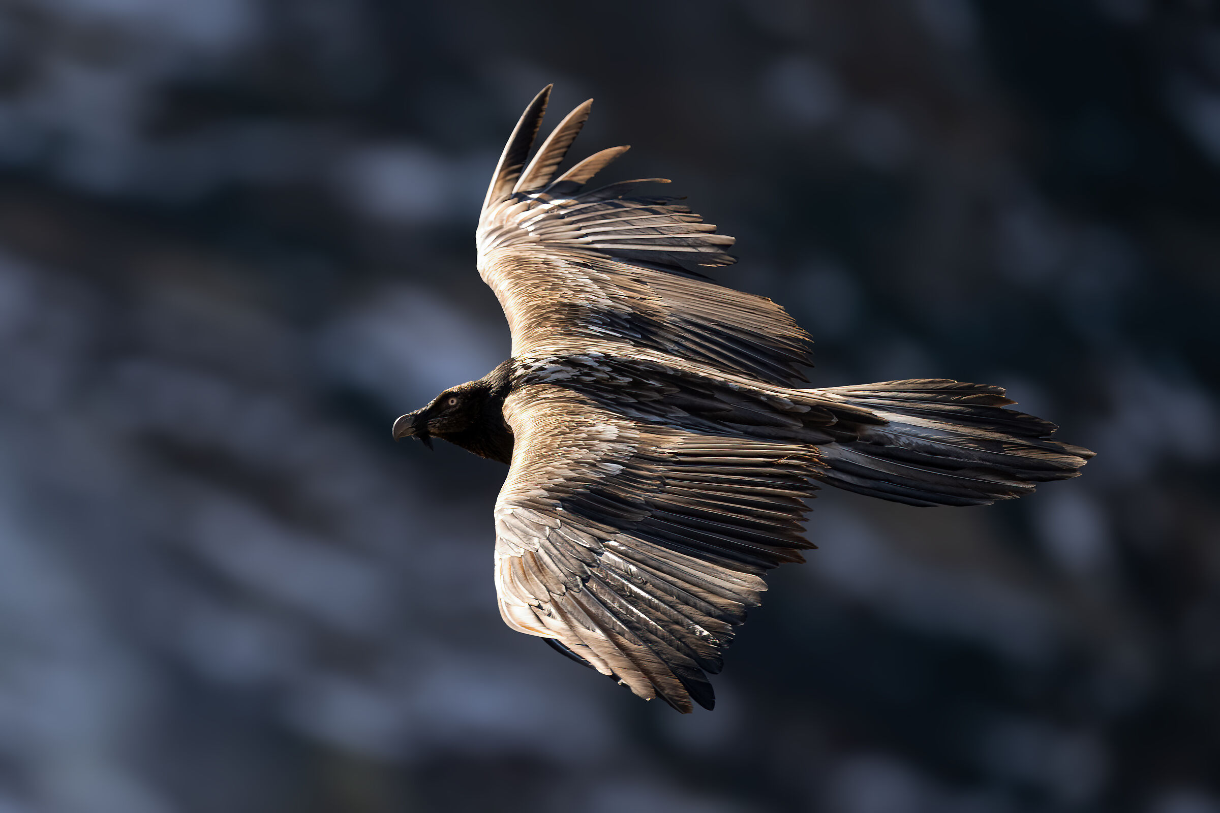 Gypaetus barbatus - Gran Paradiso National Park