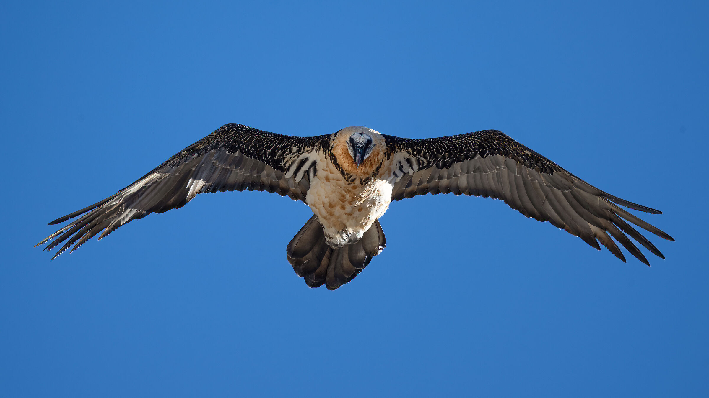 Gypaetus barbatus - Gran Paradiso National Park