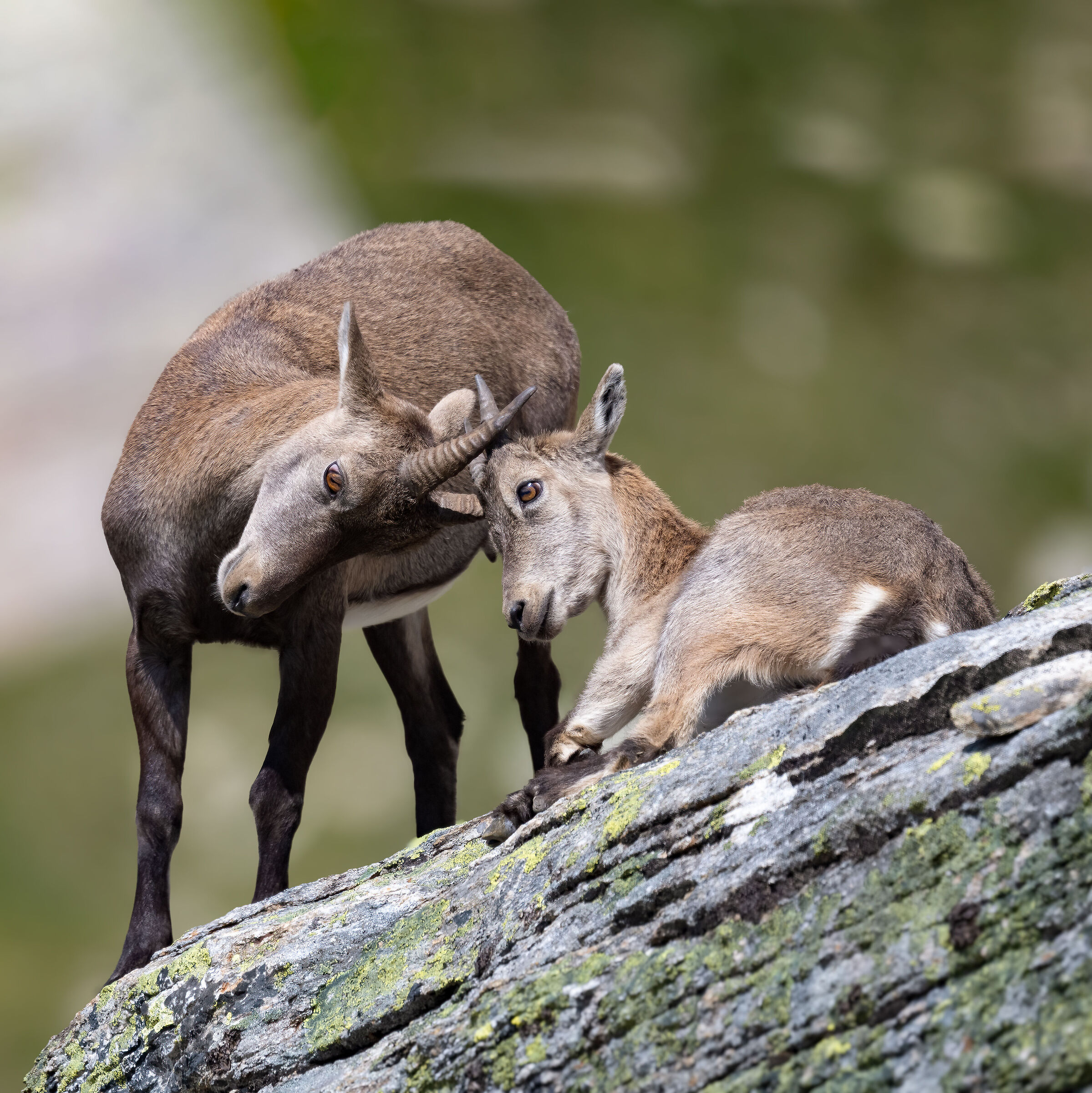 Ibex - Gran Paradiso National Park