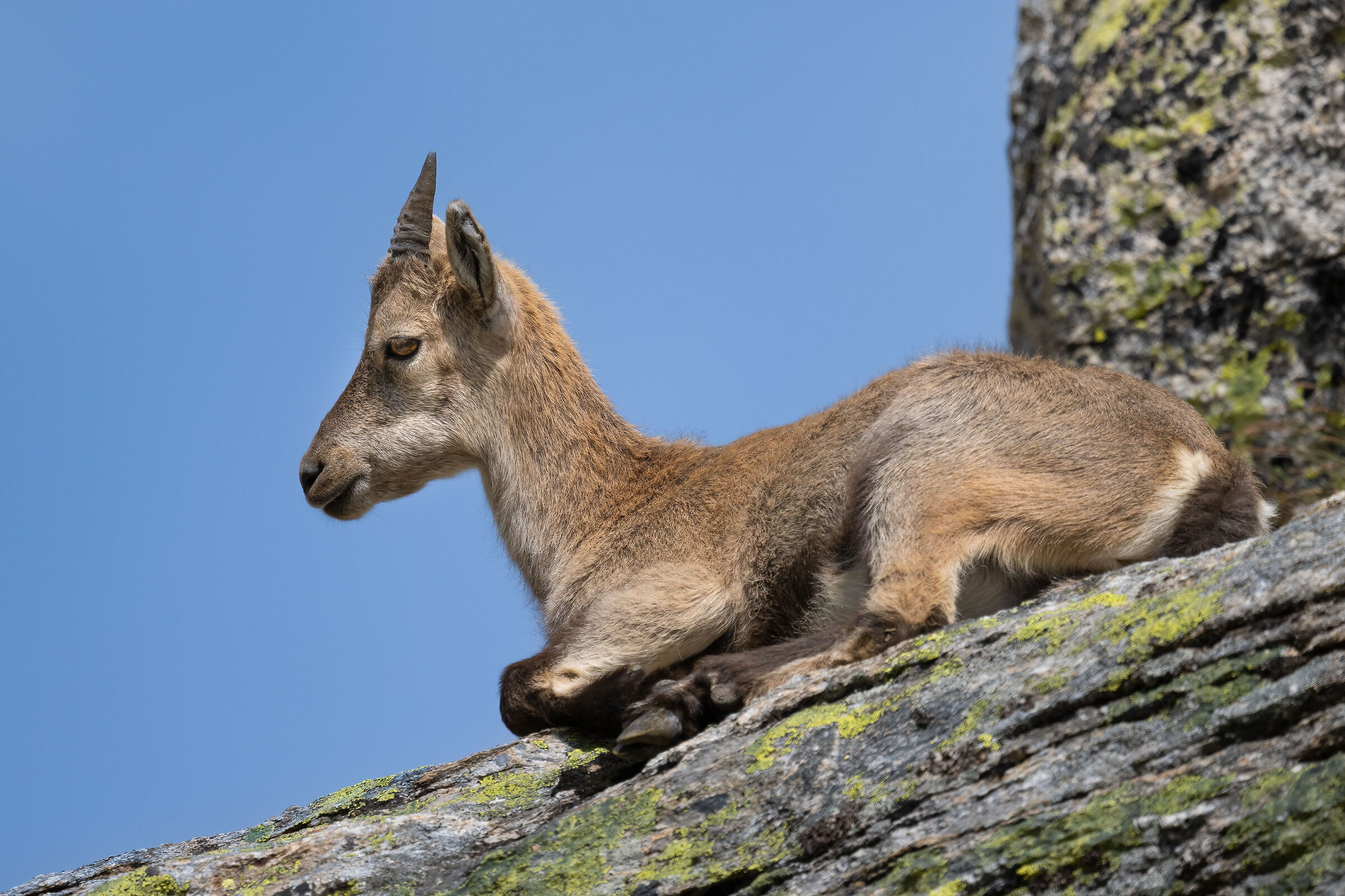 Ibex - Gran Paradiso National Park