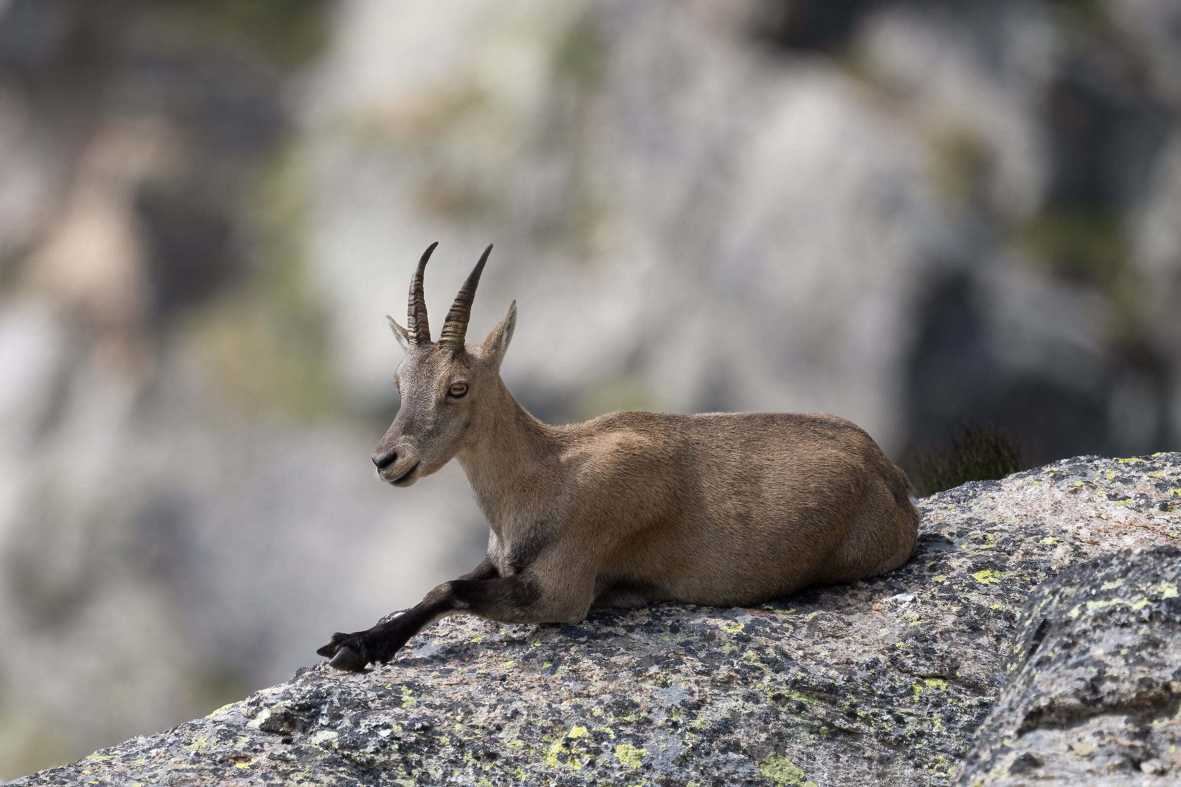 Ibex - Gran Paradiso National Park