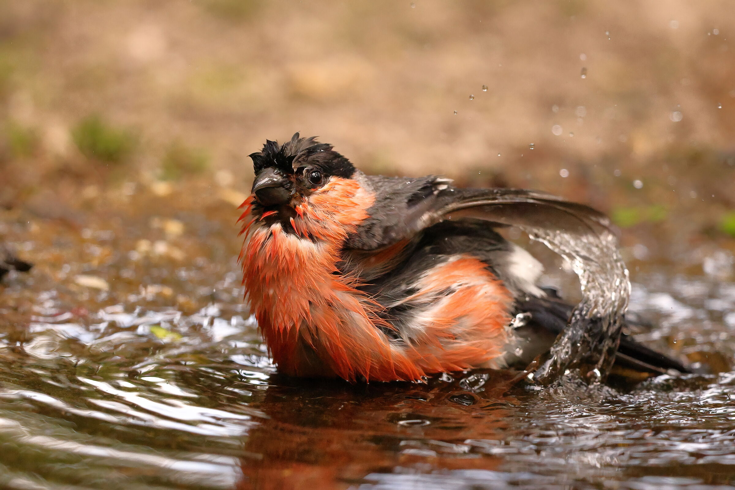 The Bullfinch Bath
