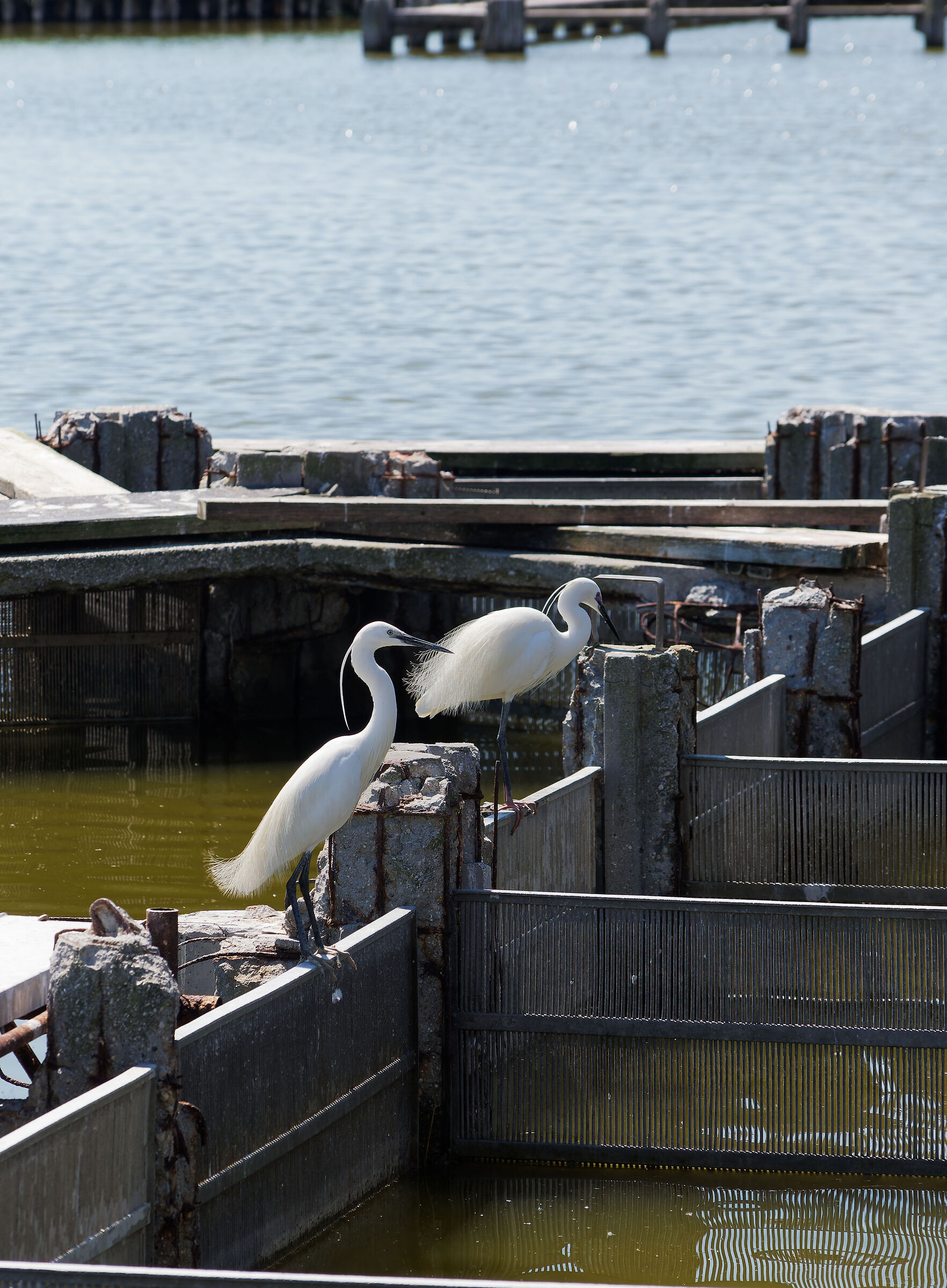 Garzette tra i lavorieri abbandonati
