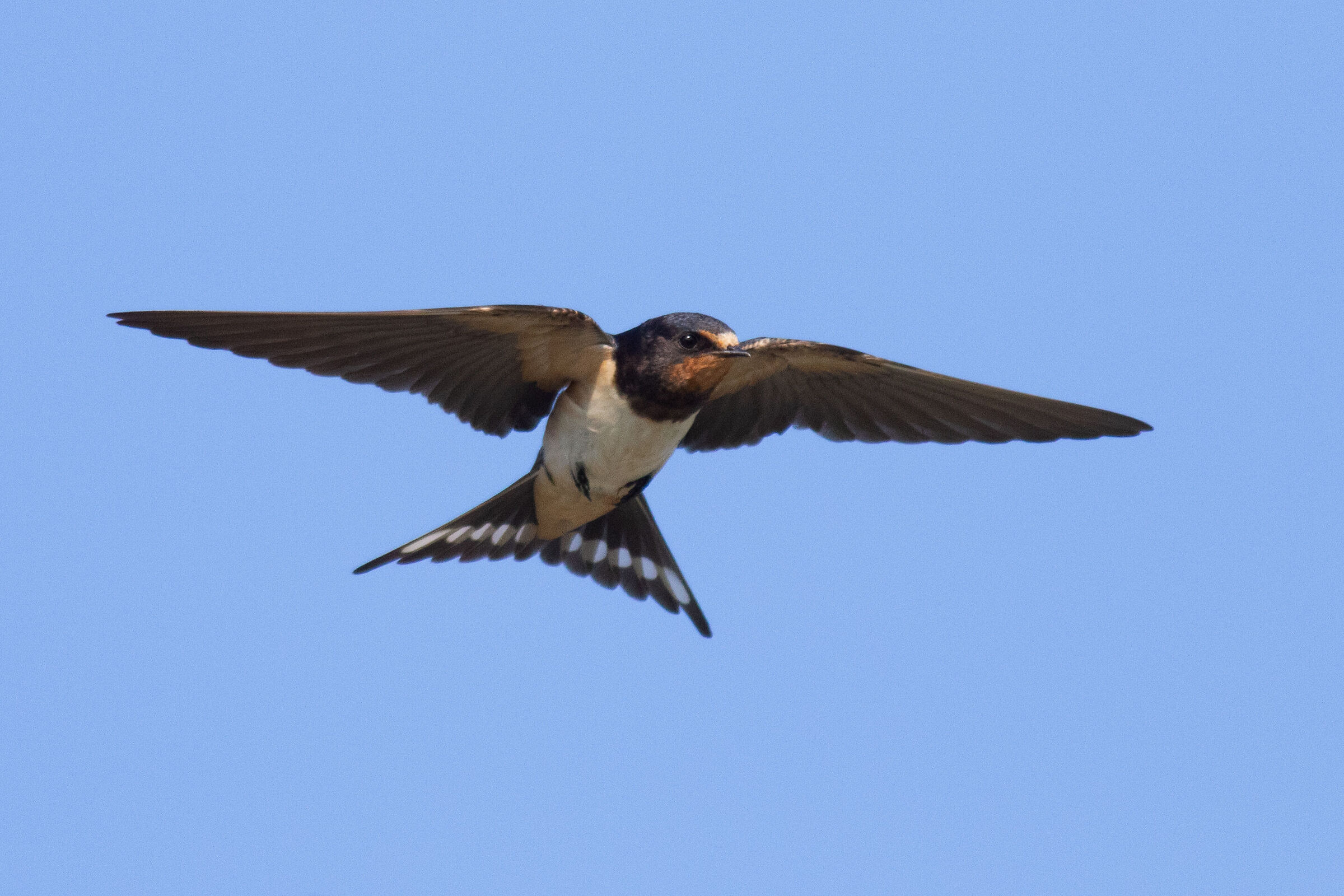 Swallow (Hirundo rustica)