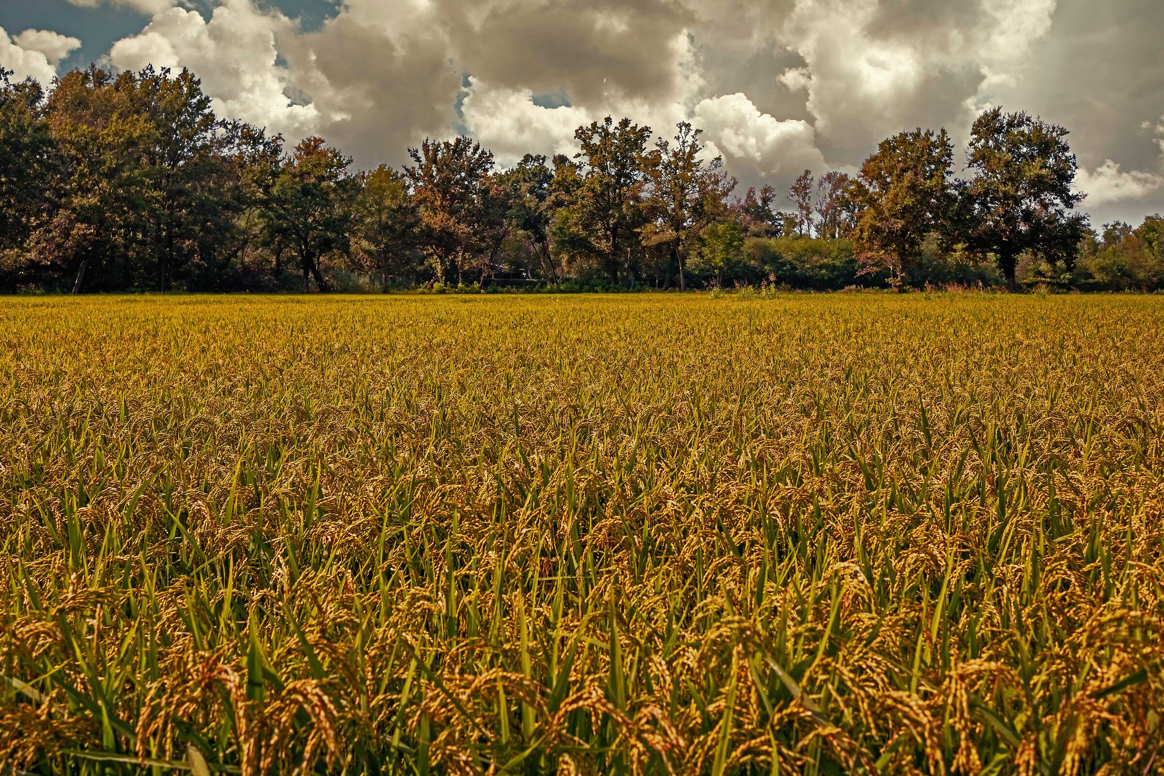 Il riso nasce nell'acqua e deve morire nel vino