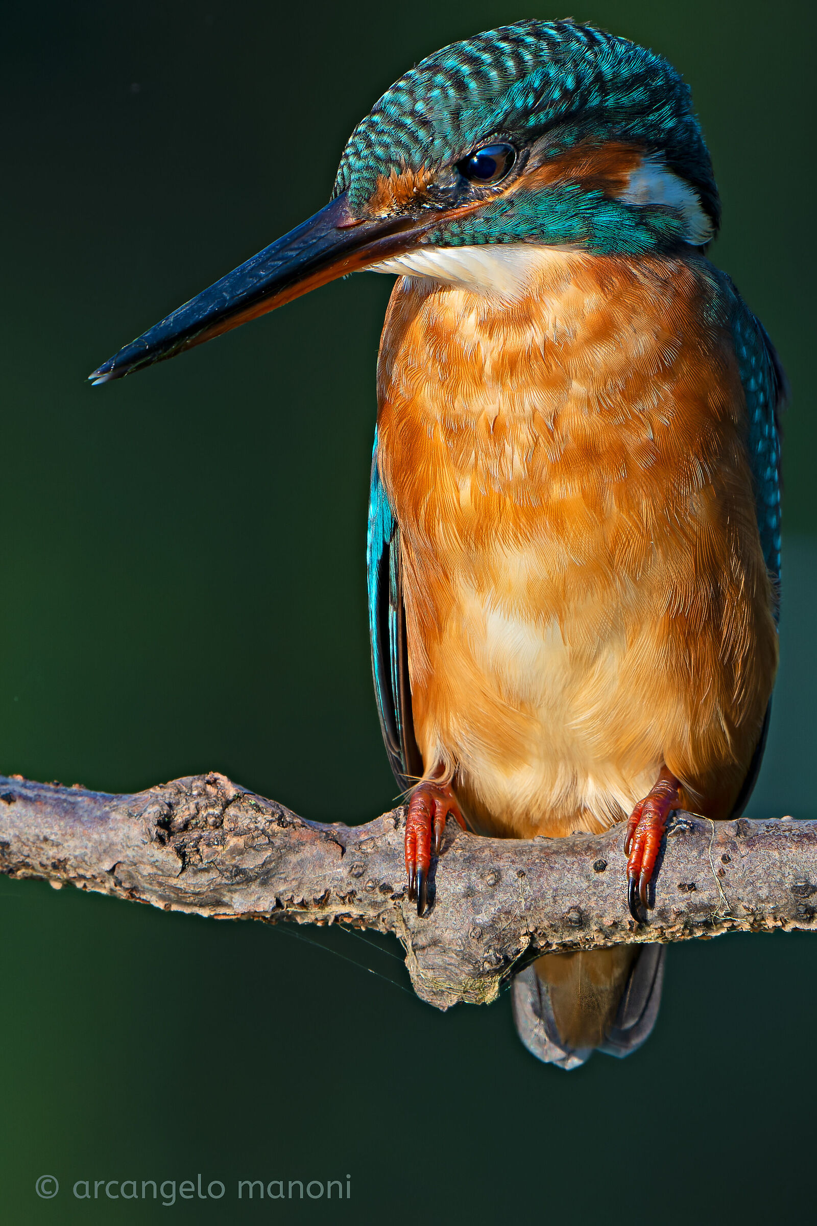 Kingfisher