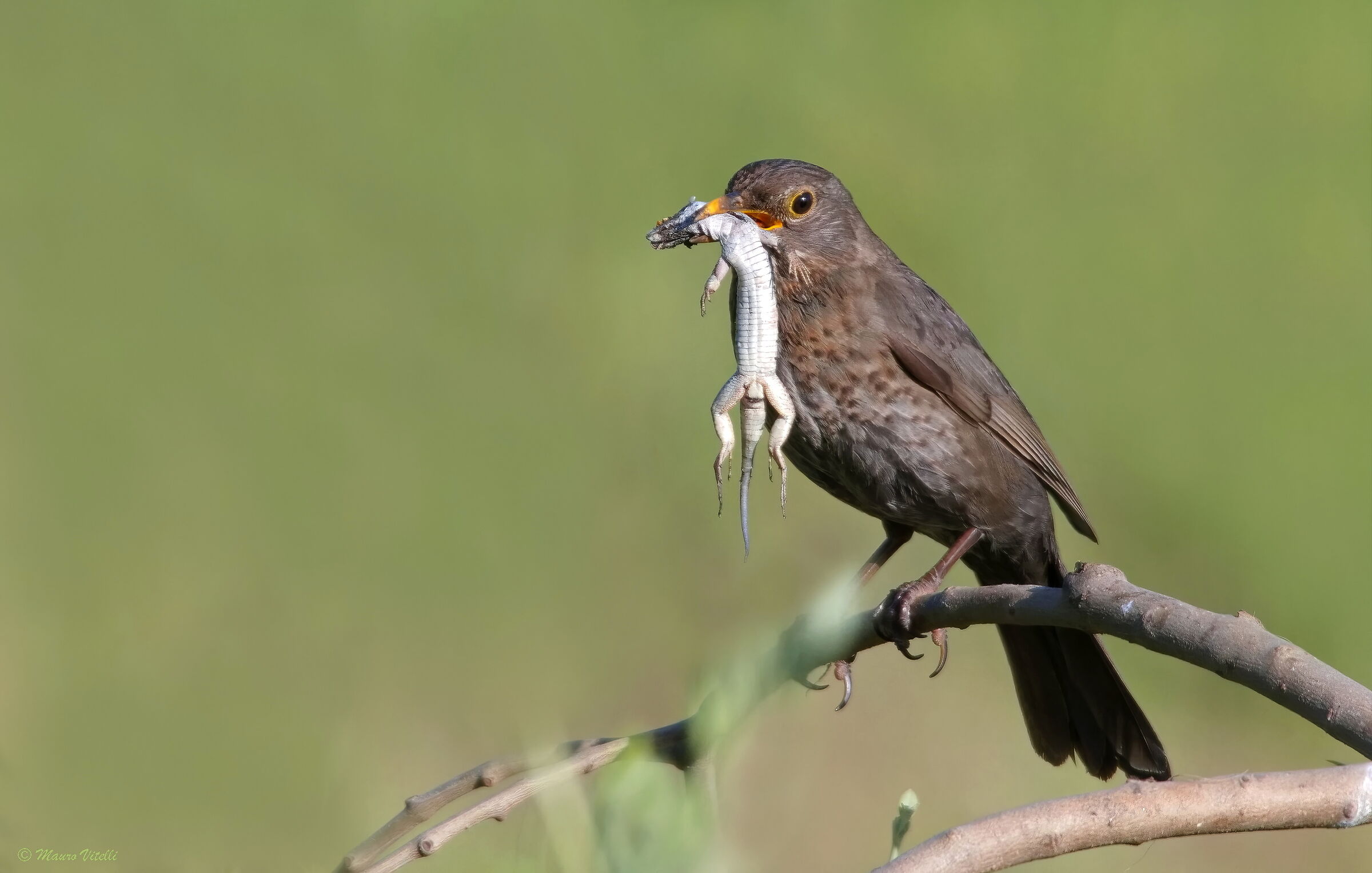 Female blackbird (Turdus merula)