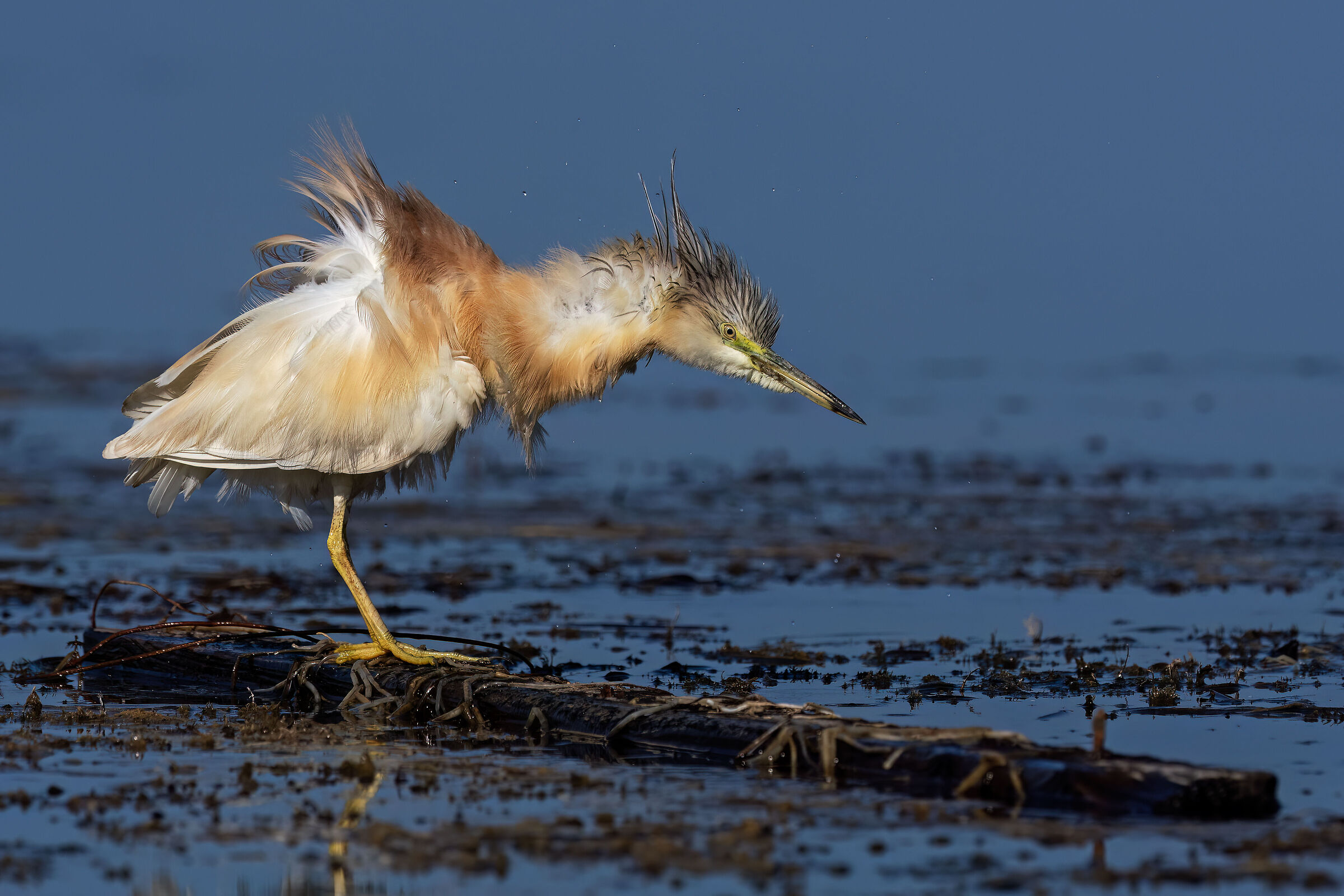 Sgarza ciuffetto tutta arruffata