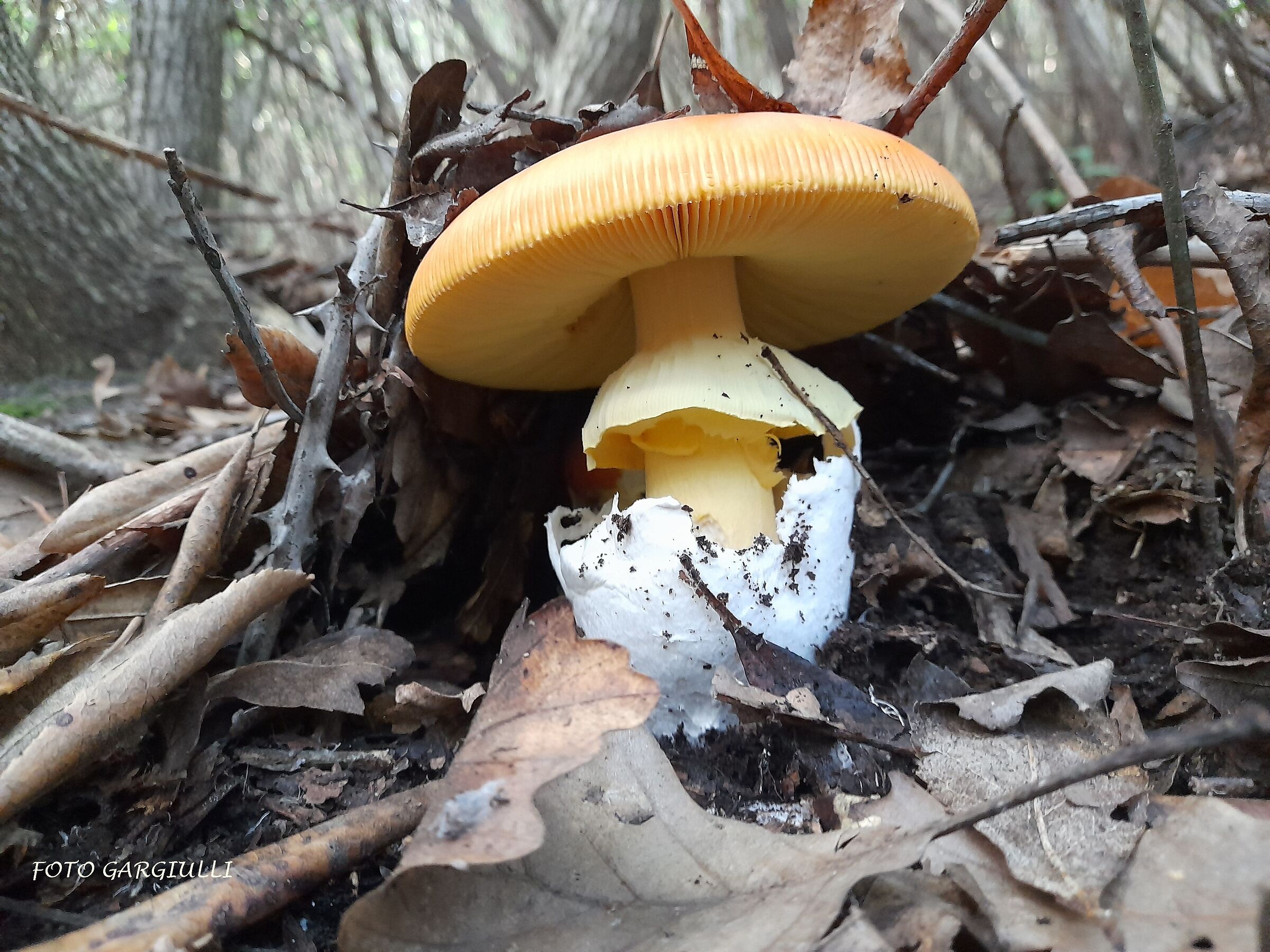 Amanita caesarea (good ovolo)