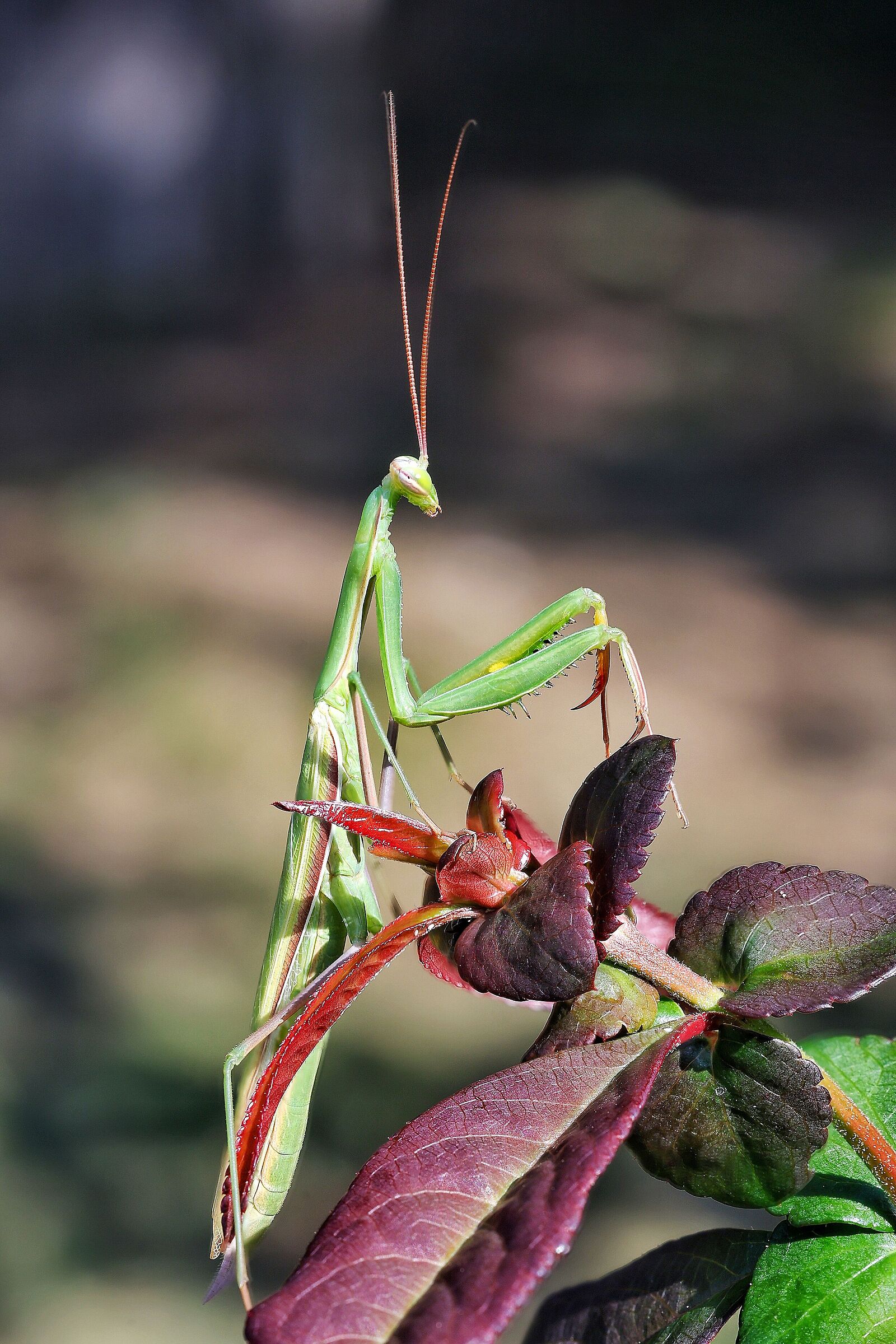 Mantis religiosa