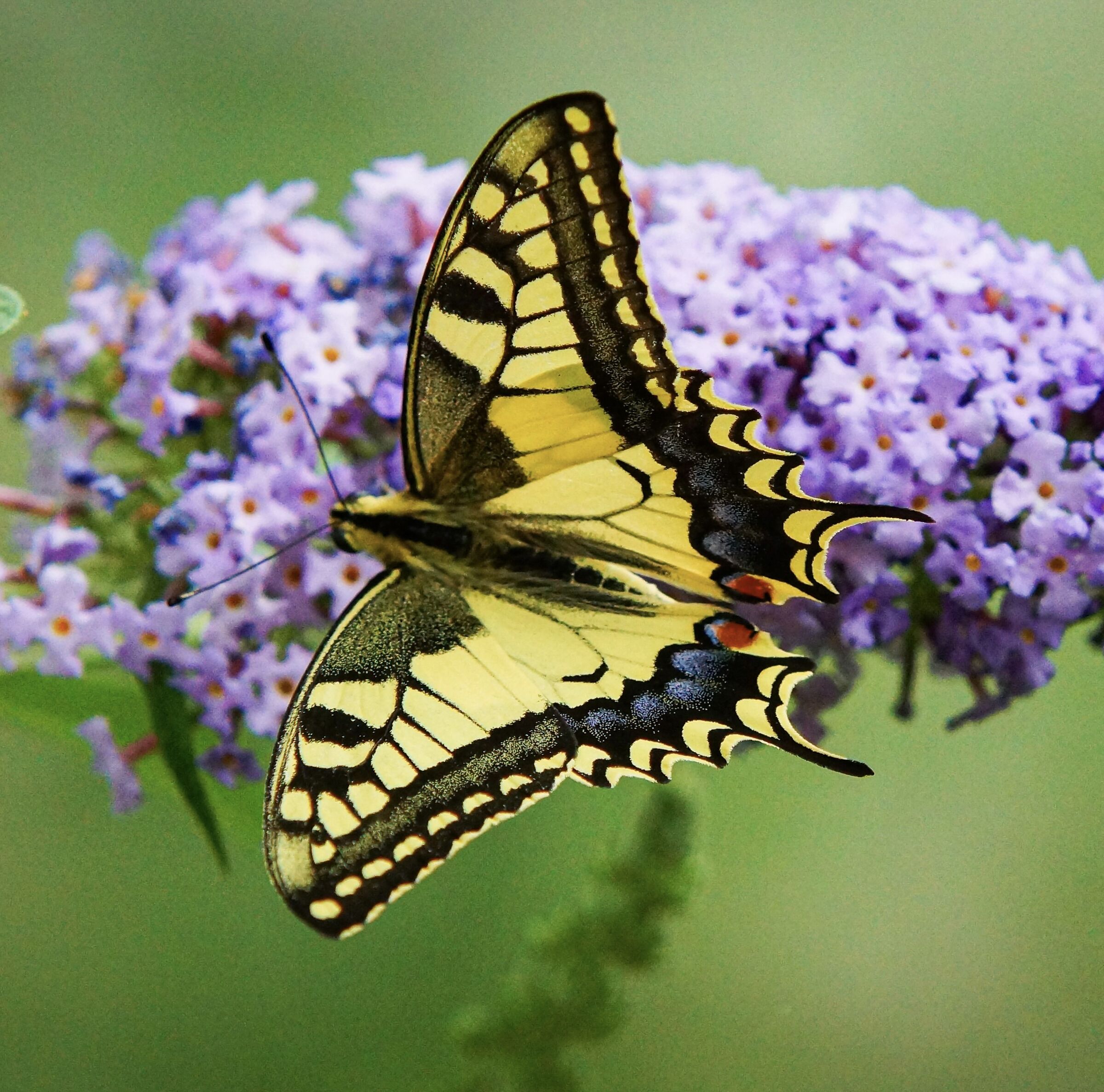 l' eleganza della farfalla