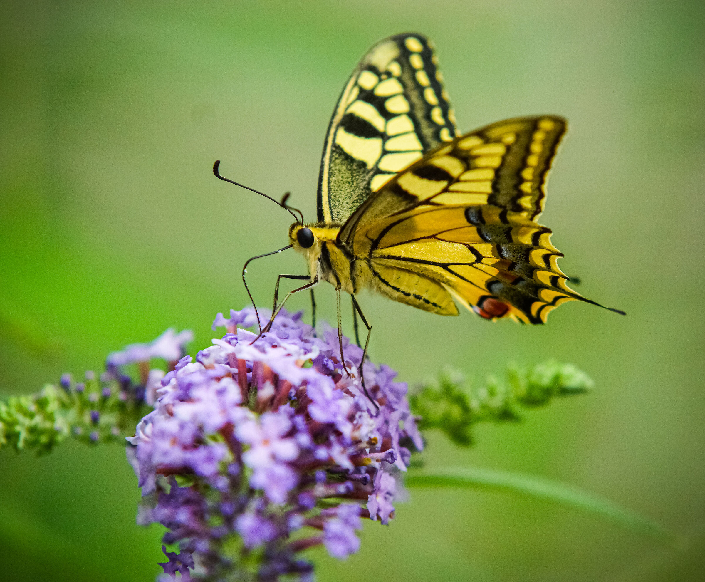 farfalla che mangia del dolce nettare