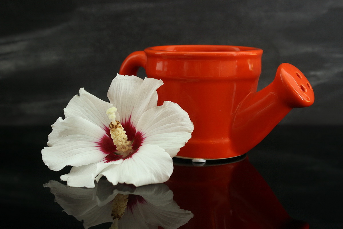 still life with a flower