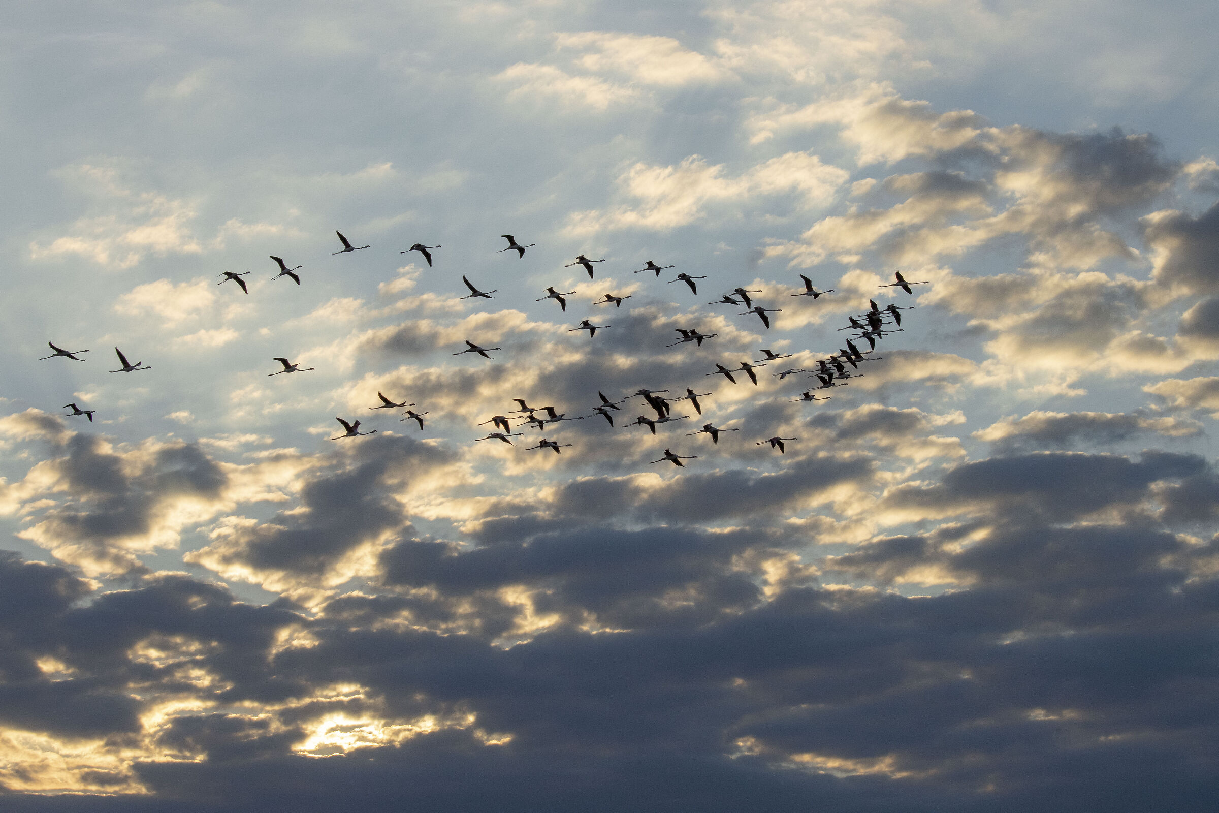 Flamingos in flight!