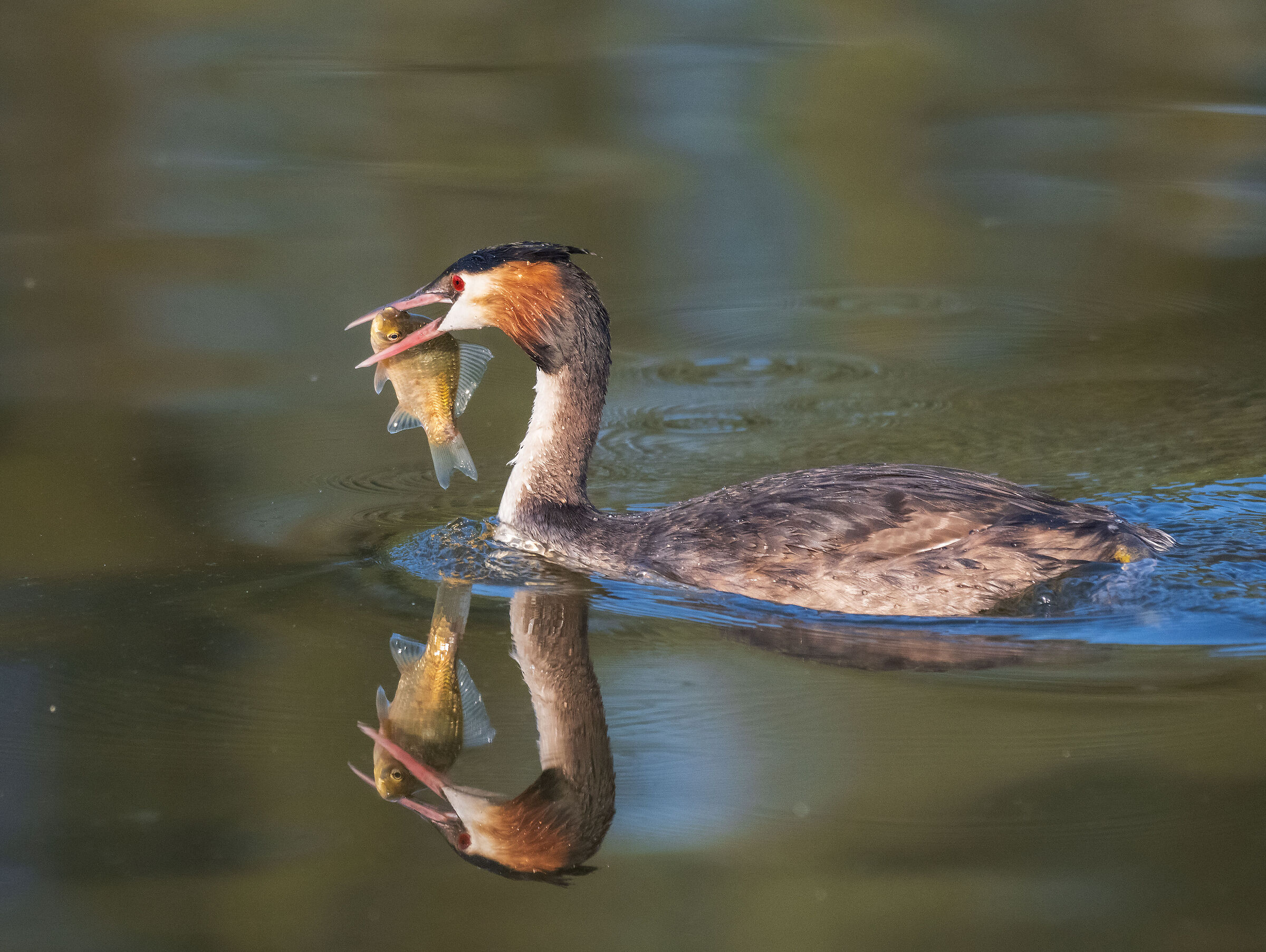 grebe with fish