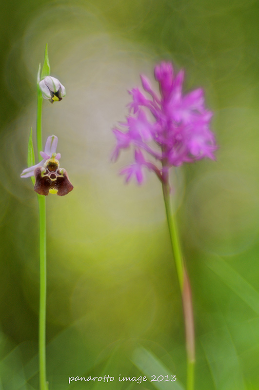 Oprhys holosericea + Anacamptis piramidalis