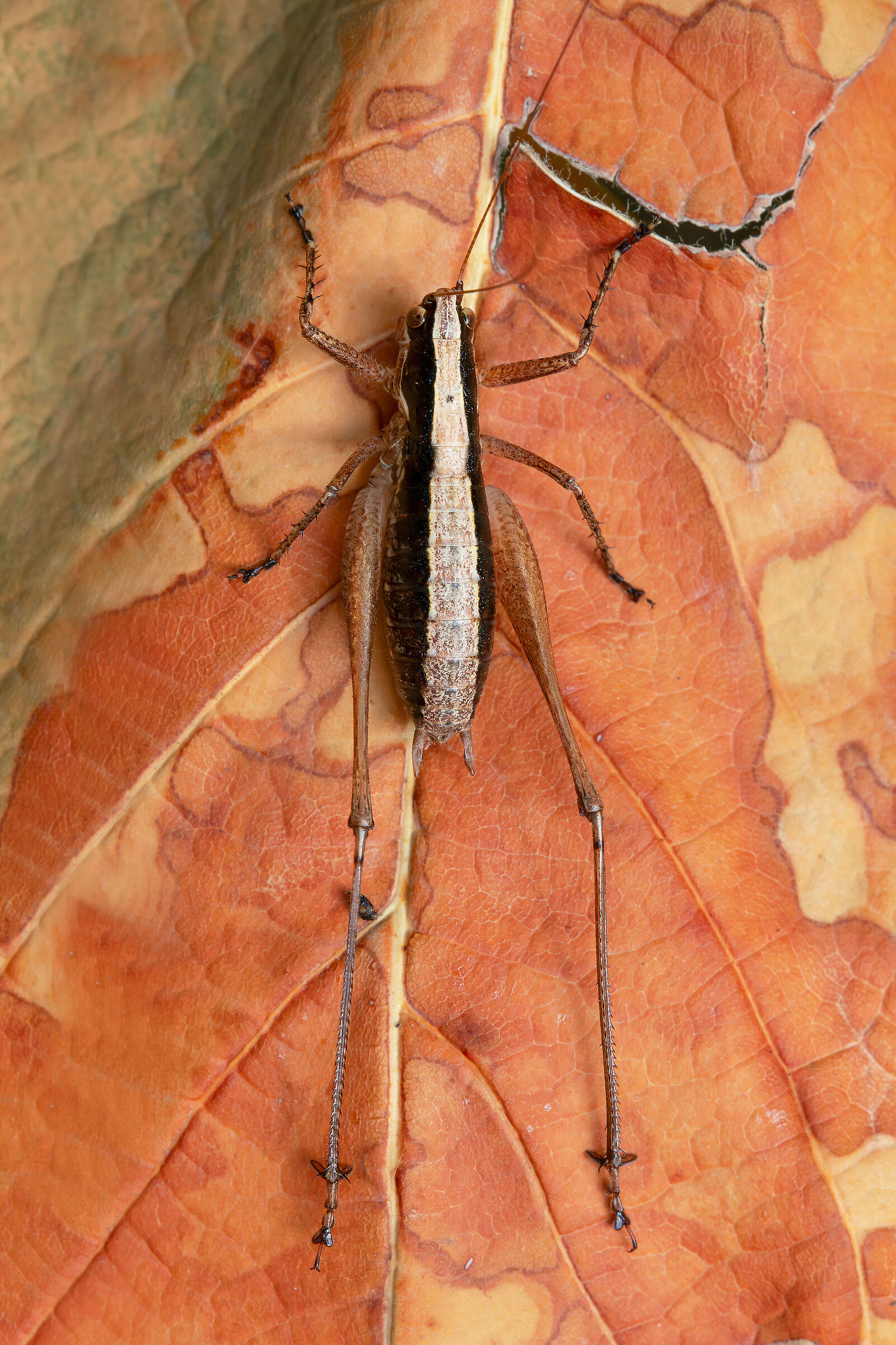 Yersinella sp. z o.o.