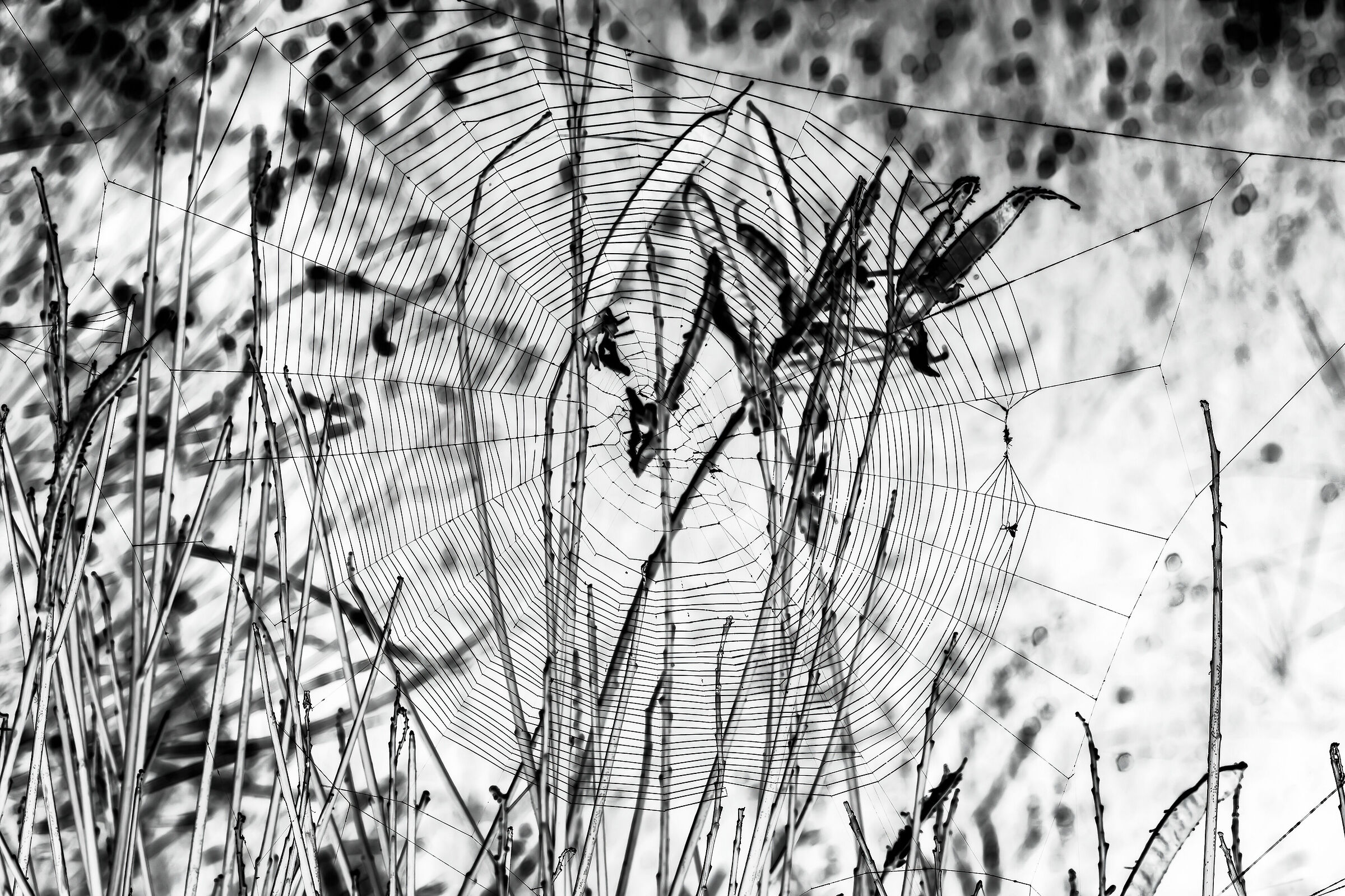 Negative web