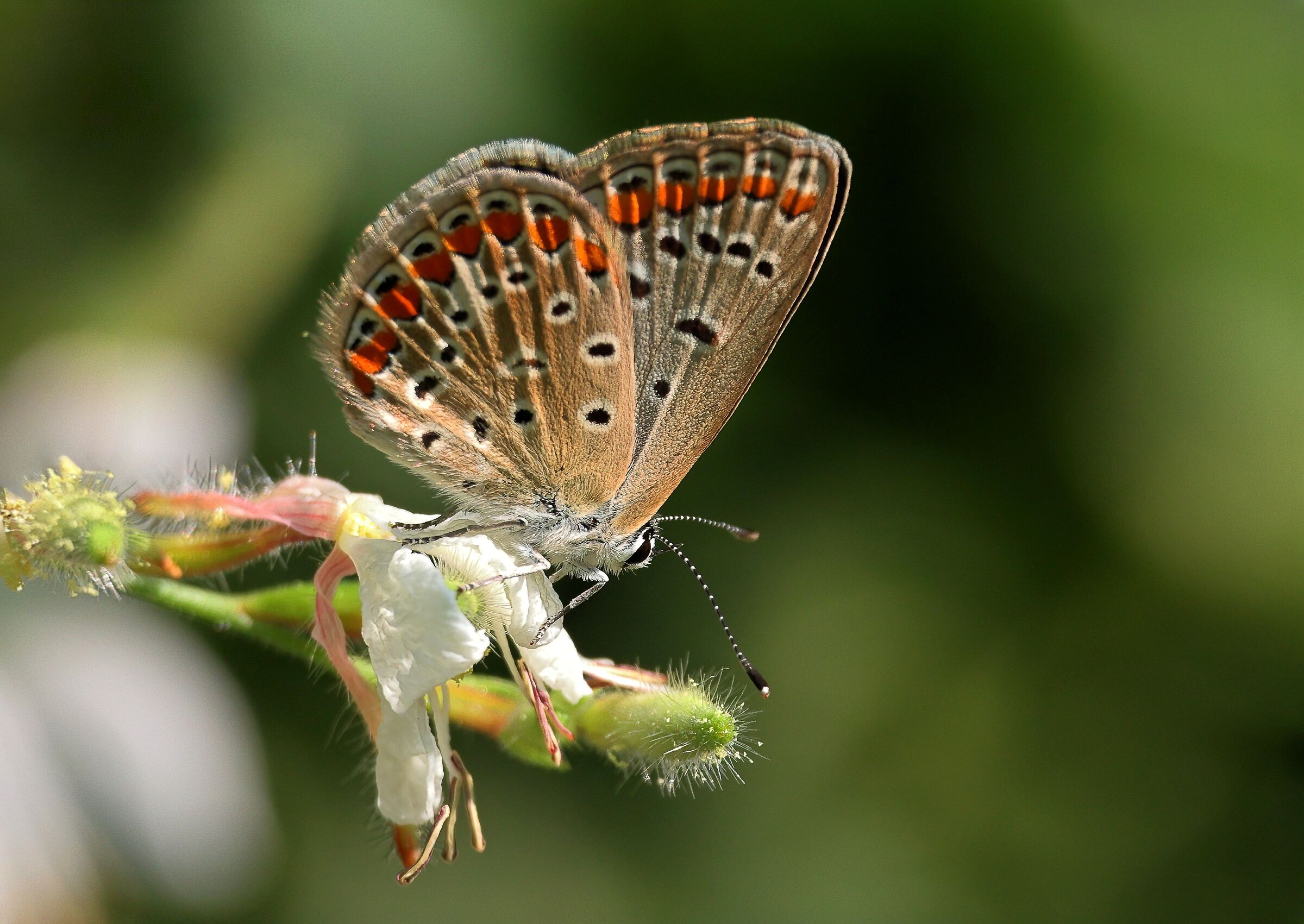 Polyommatus