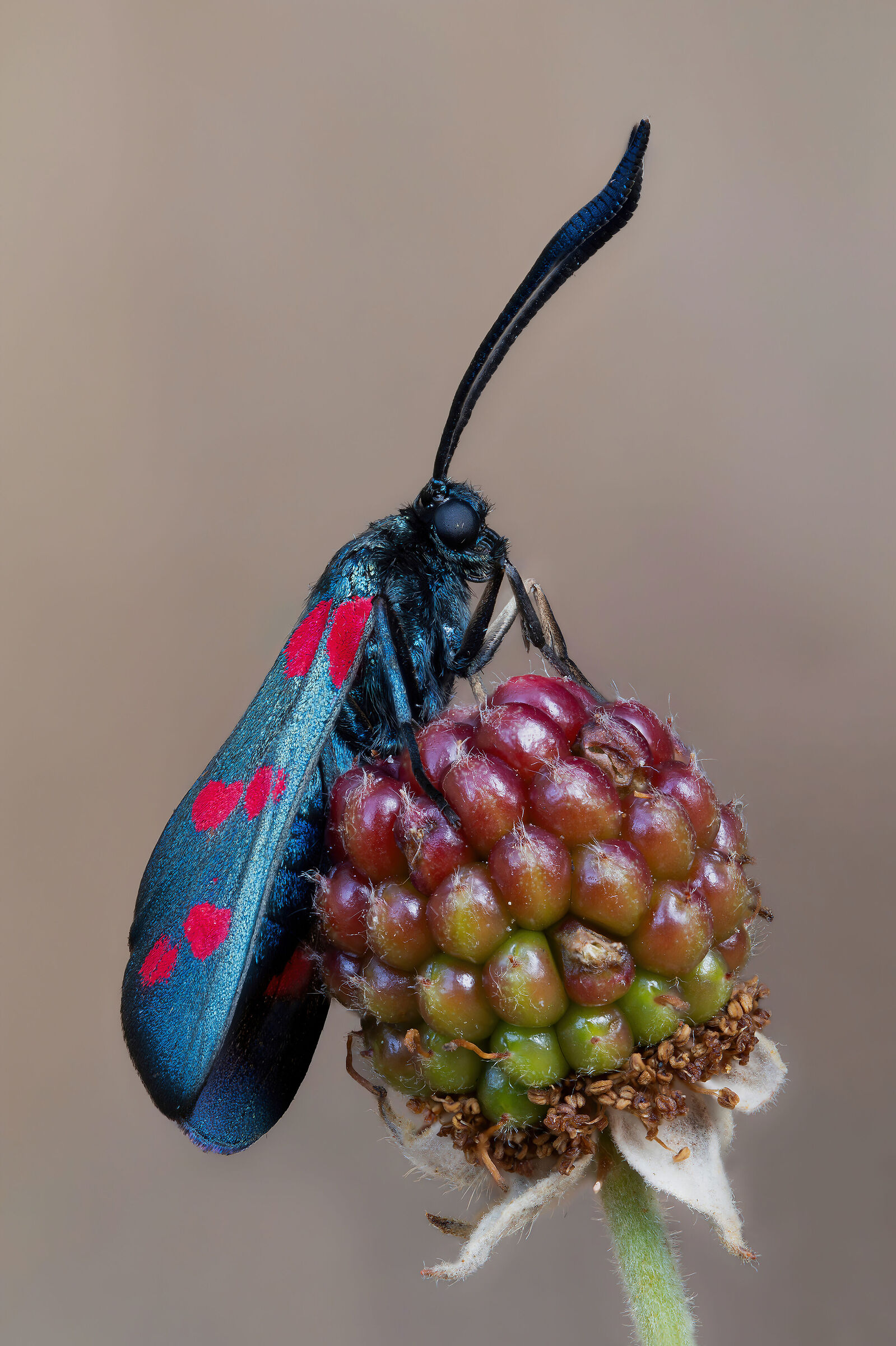 Zygaena filipendulae