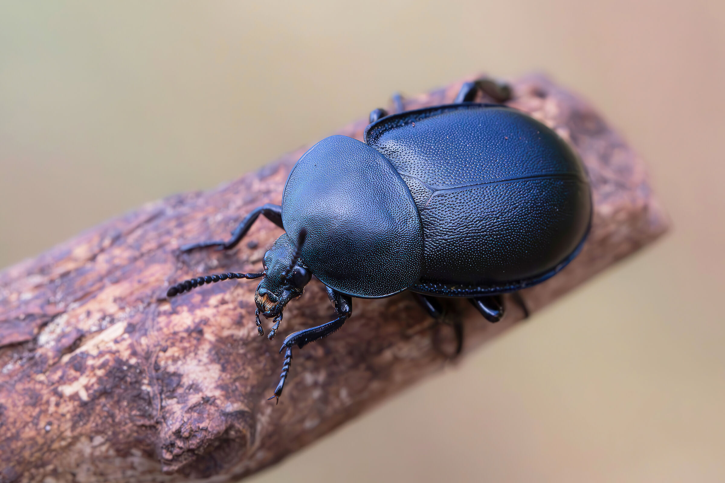 Ablattaria laevigata