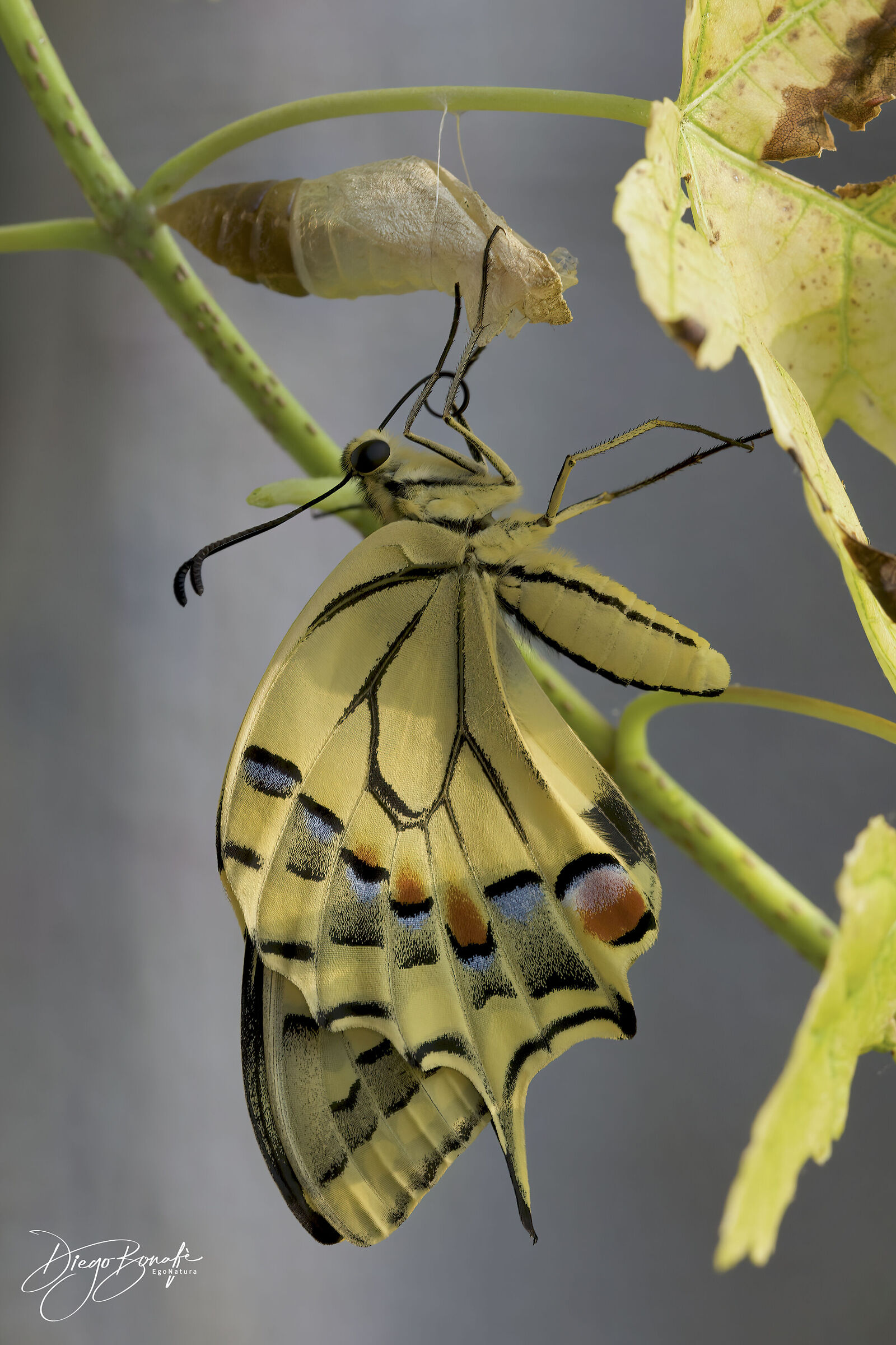 Macaone (F) sfarfallata da circa un'ora ...