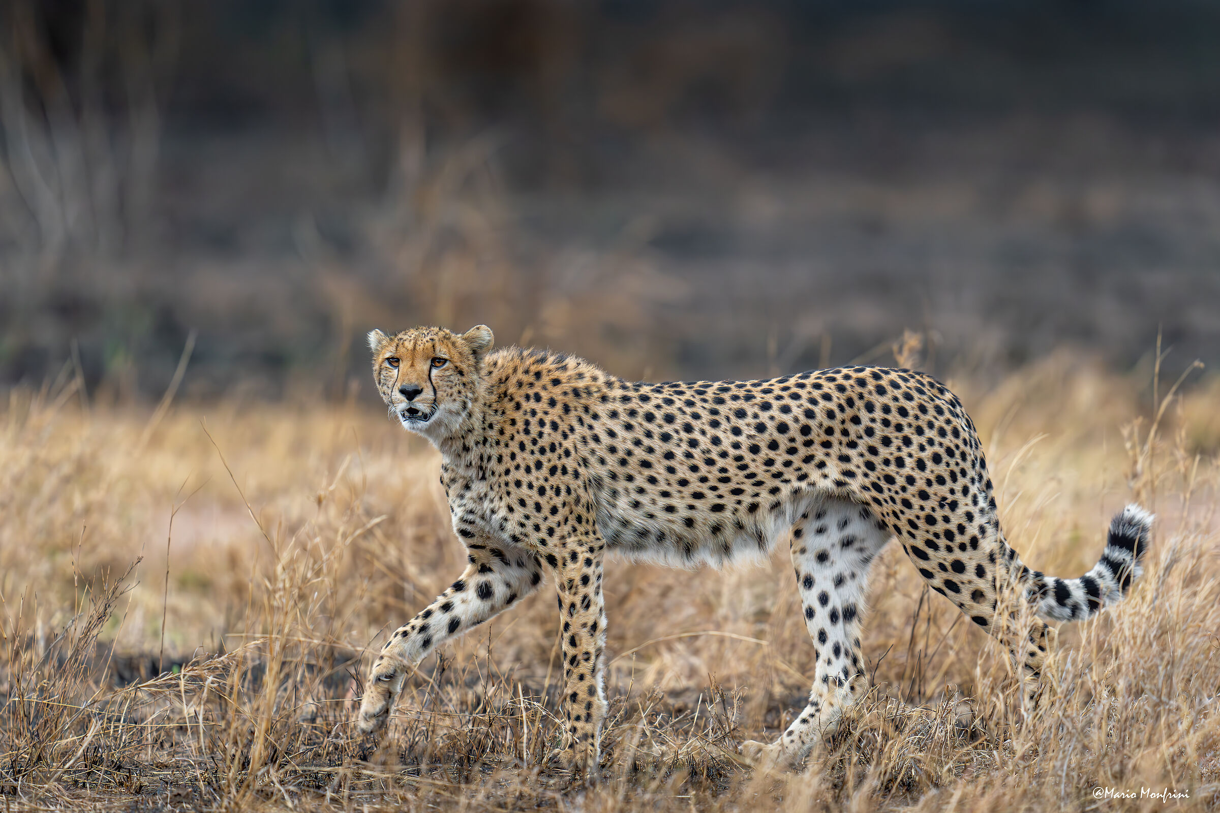 The elegance of the cheetah