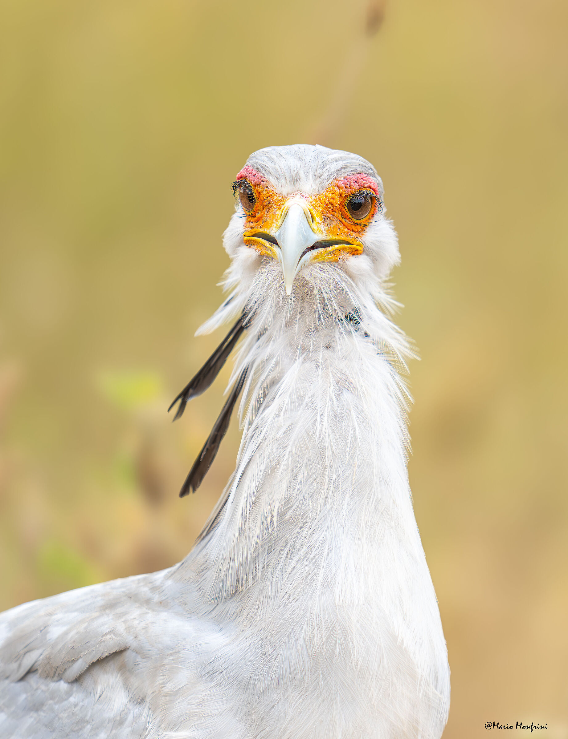 The extravagance of the serpentarium