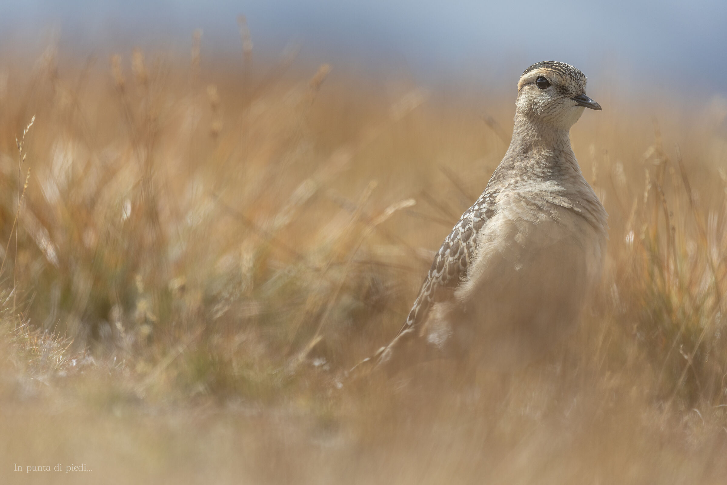 the beauty of Eurasian dotterel - Eudromias morinellus