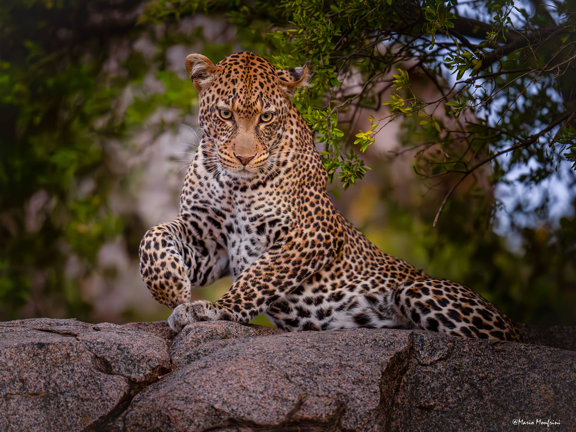 The incredible beauty of the leopard
