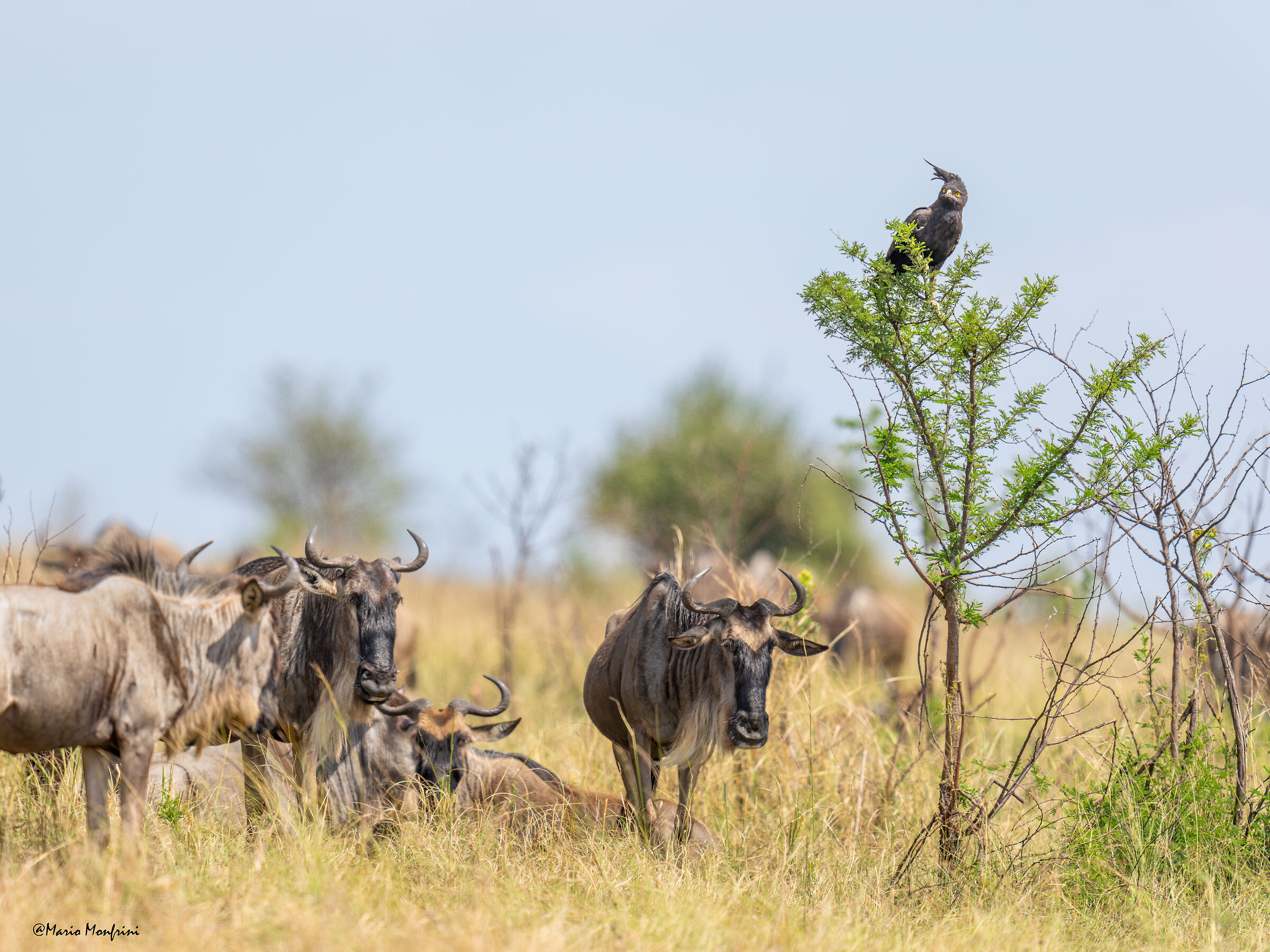 Long crested eagle and wildebeest