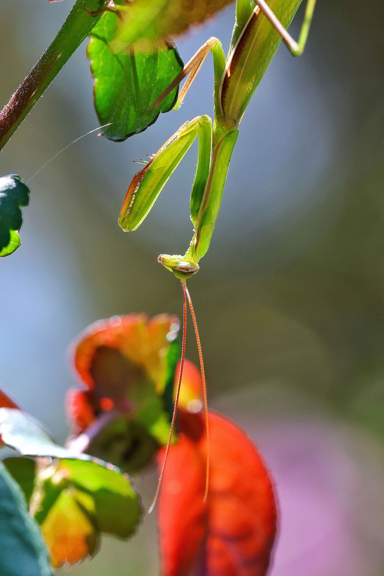 Mantis religiosa