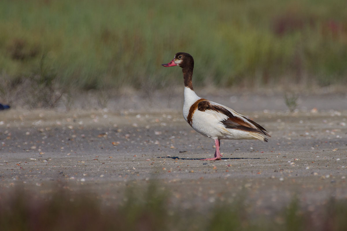 Shelduck
