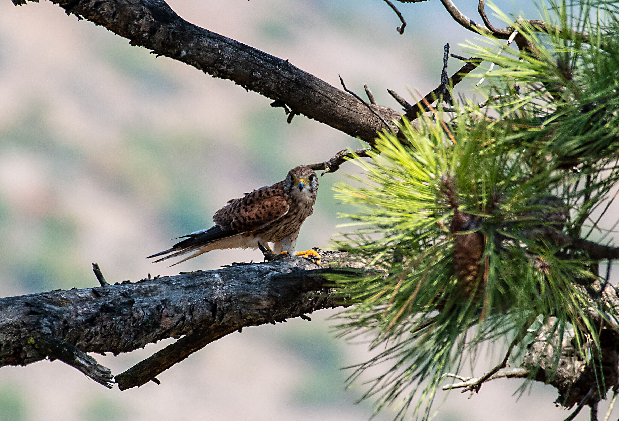 Falcon
