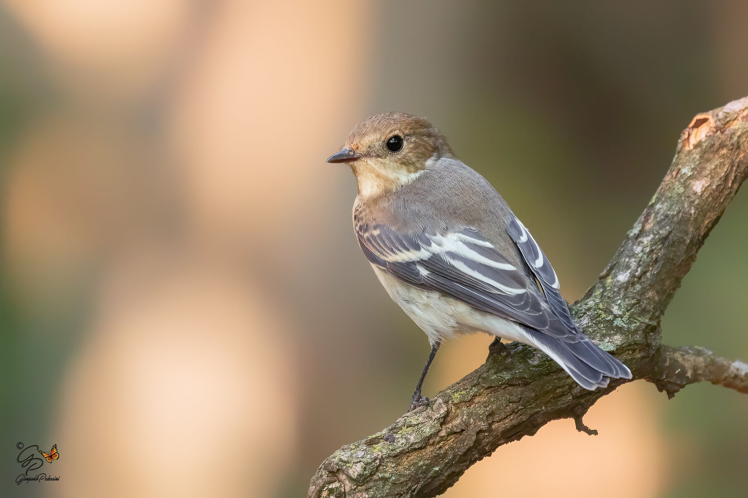 La balia perplessa