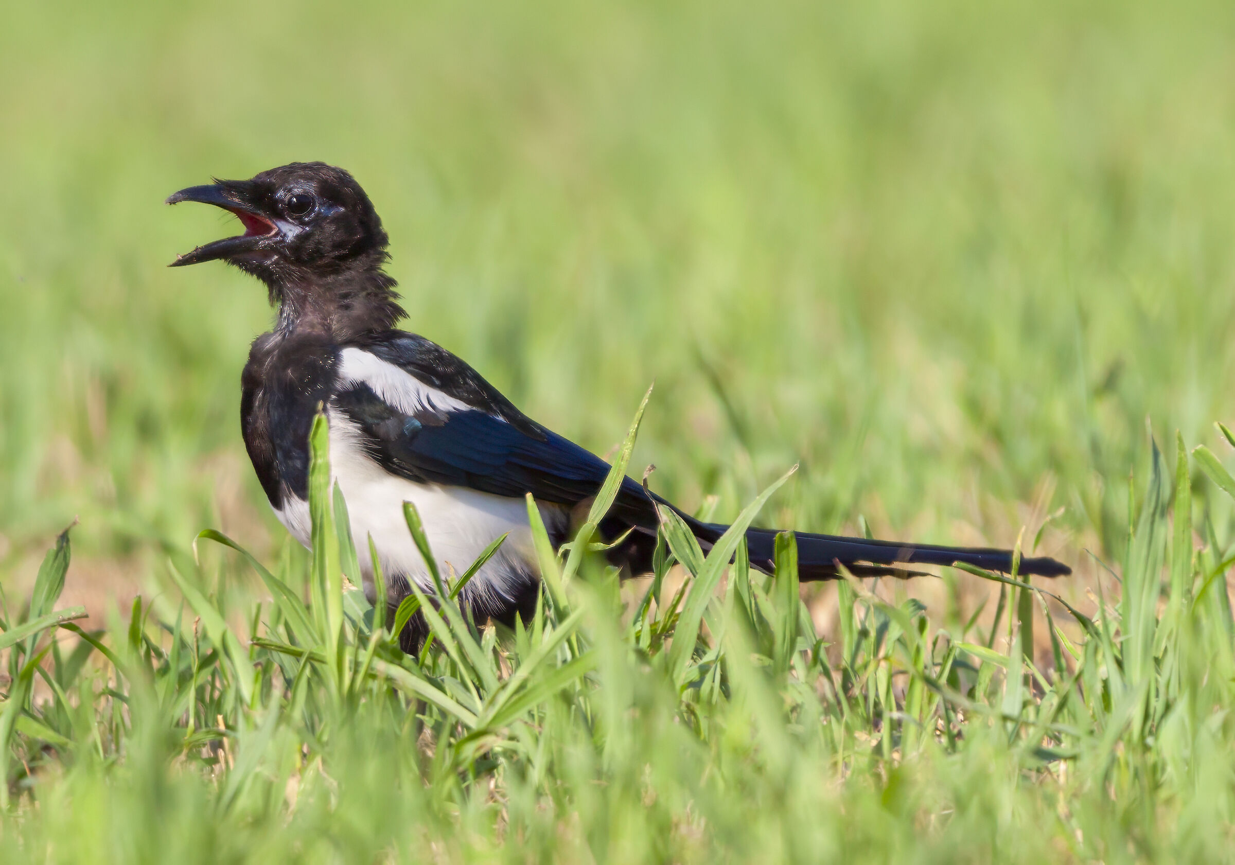 Magpie
