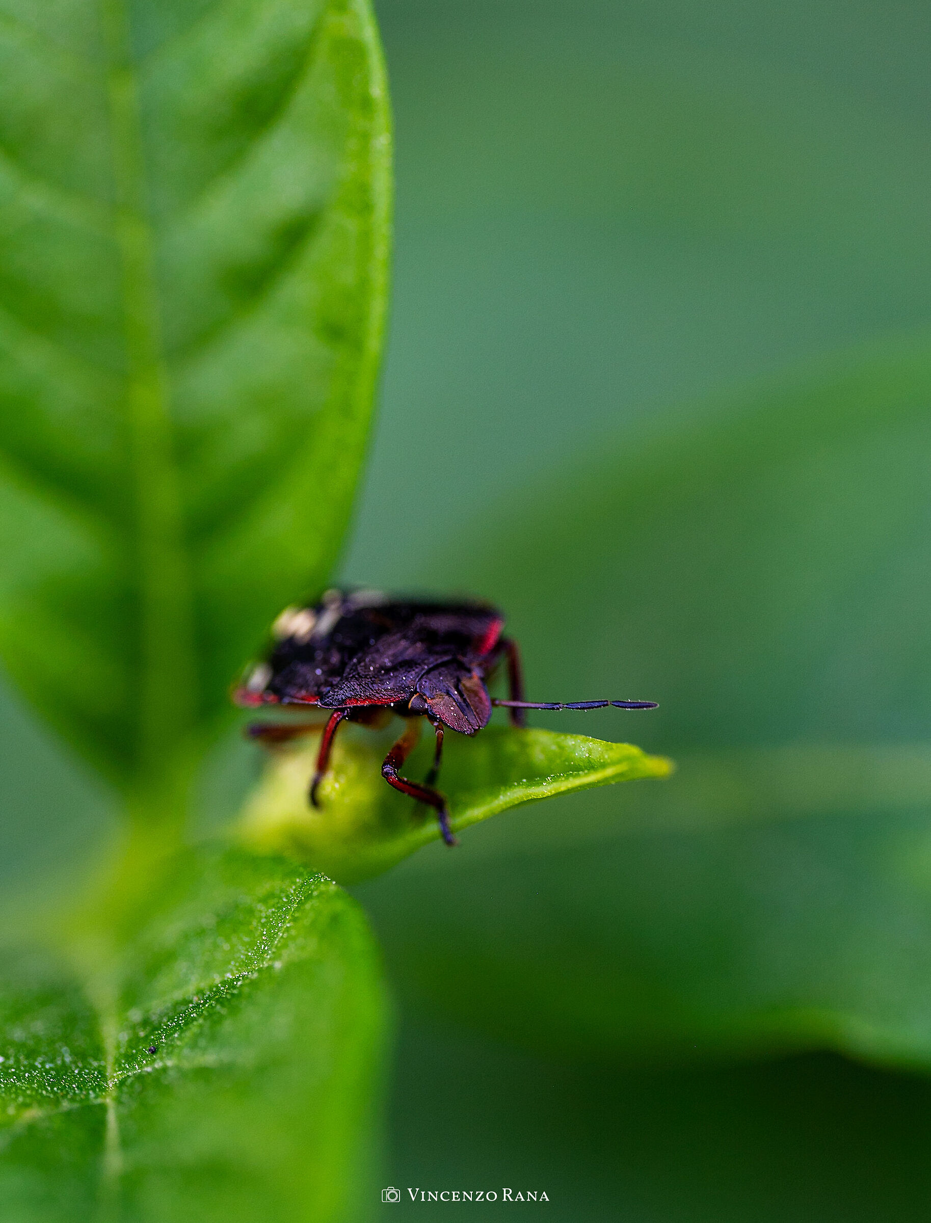 Bug