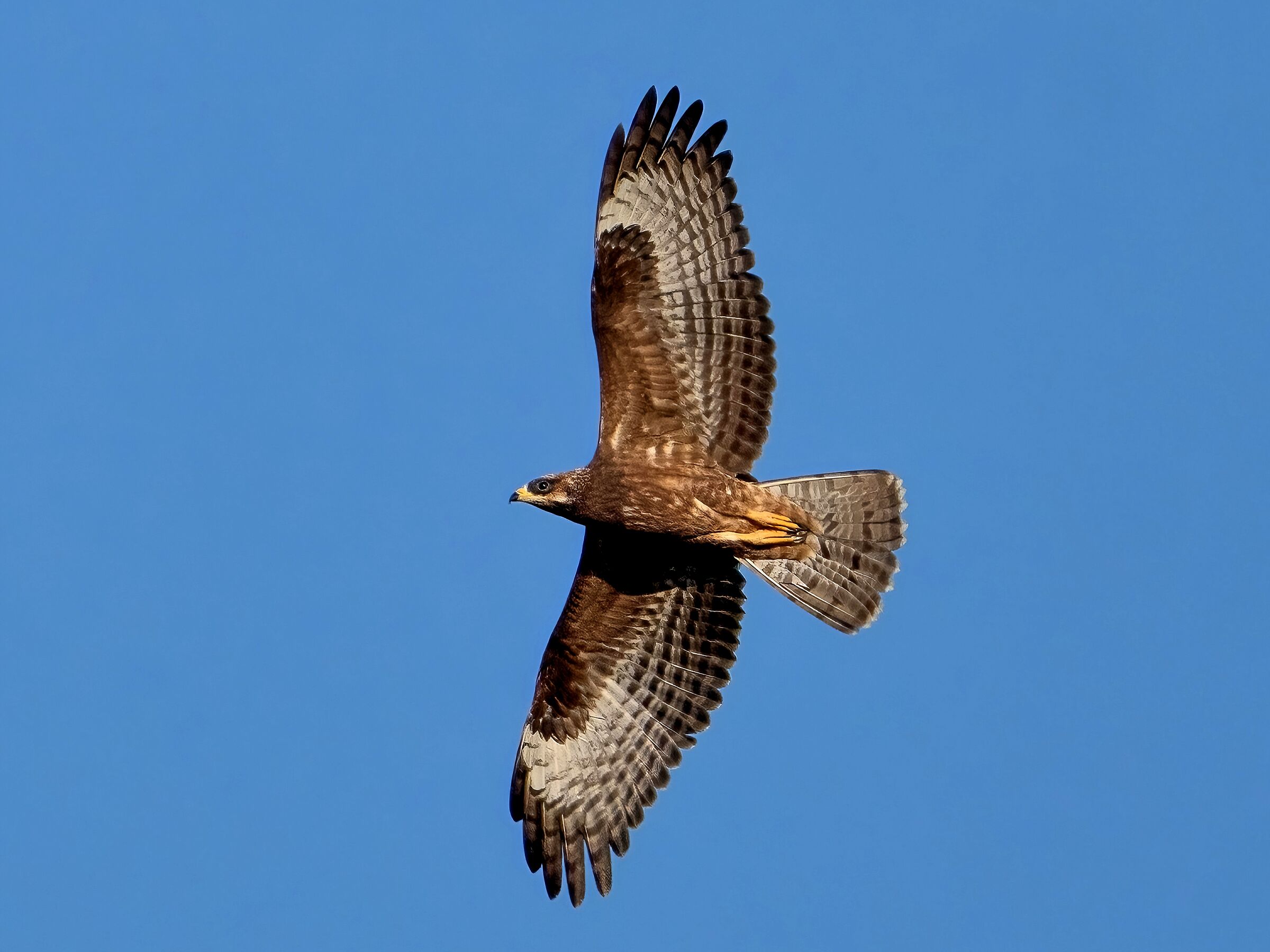 Falco Pecchiaiolo (Pernis apivorus)