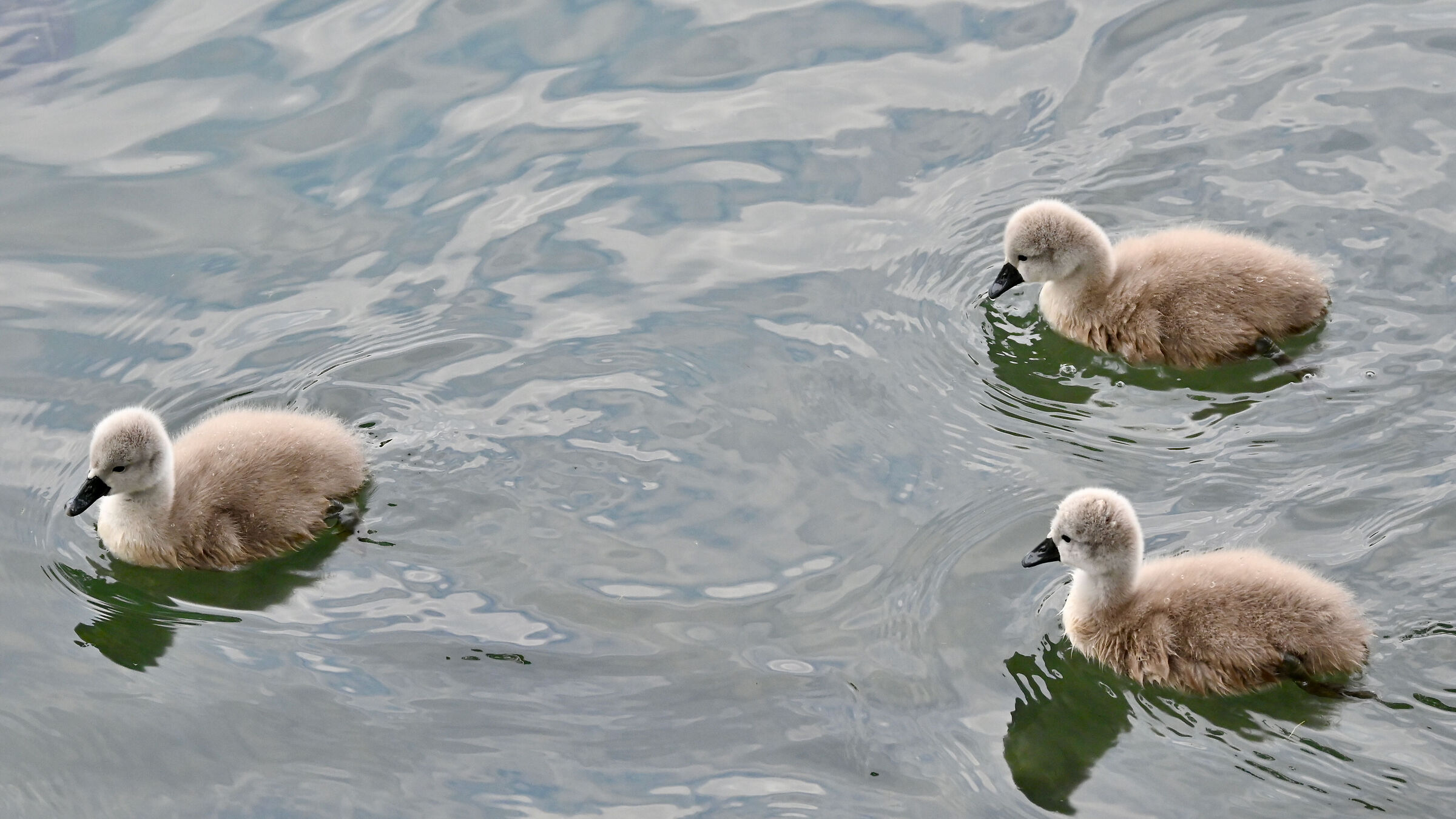 Piccoli cigni dell'Adda