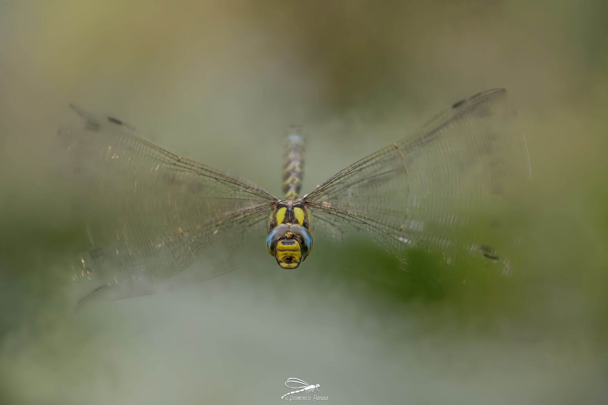 Aeshna Cyanea male