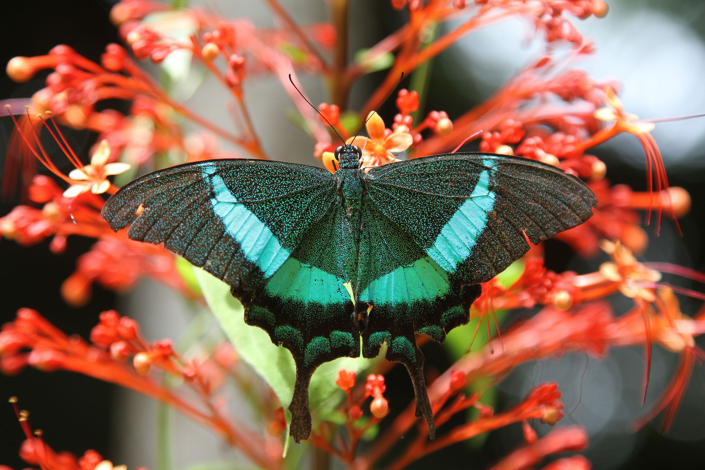 Papilio palinurus Fabricius