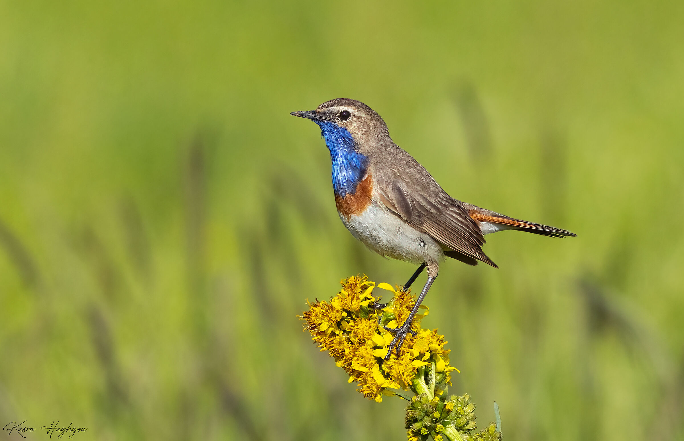 Bluethroat