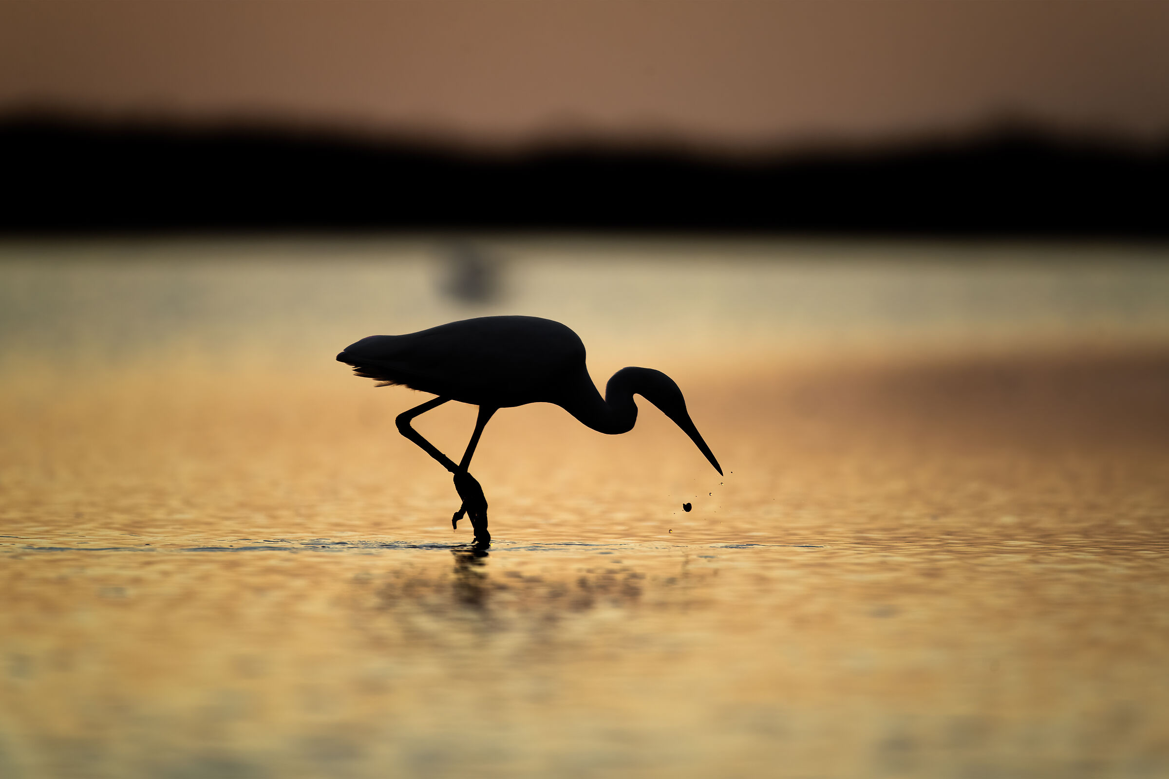 garzetta al tramonto e la sua goccia