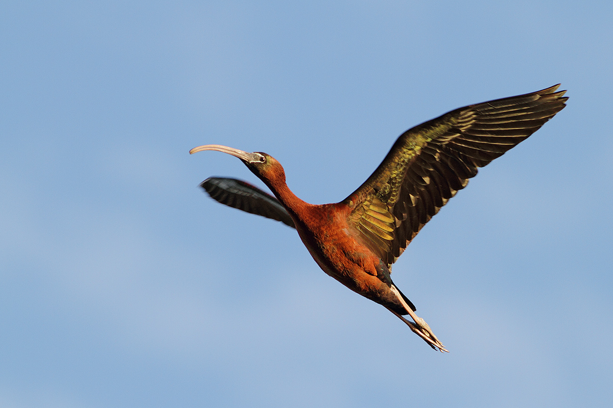 Last rays of sun .....