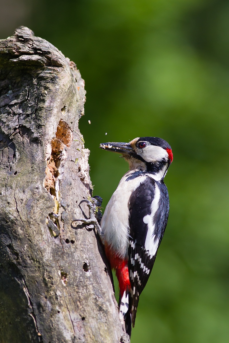 Picchio Rosso Maggiore