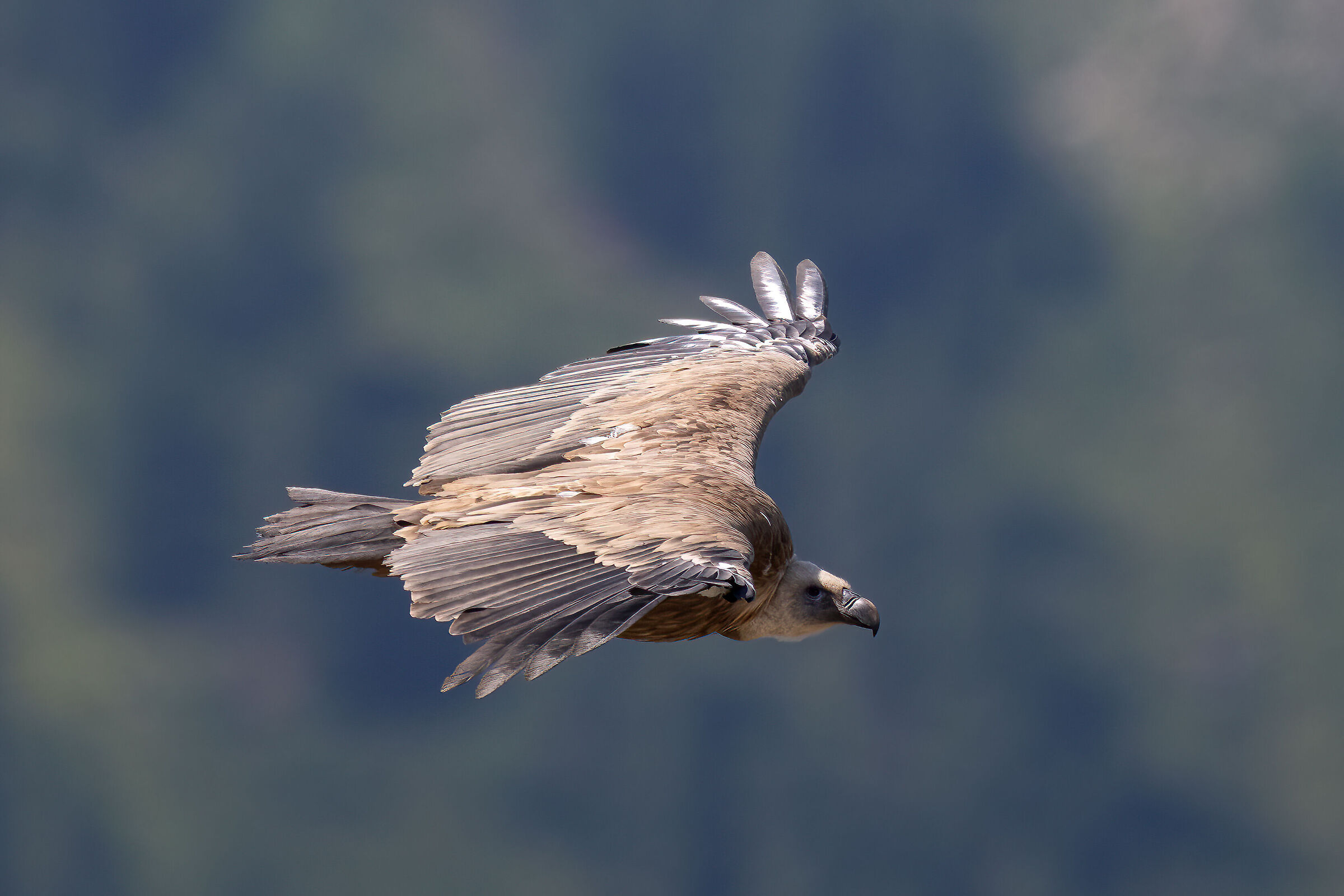 Griffon Vulture - Val Cenis France