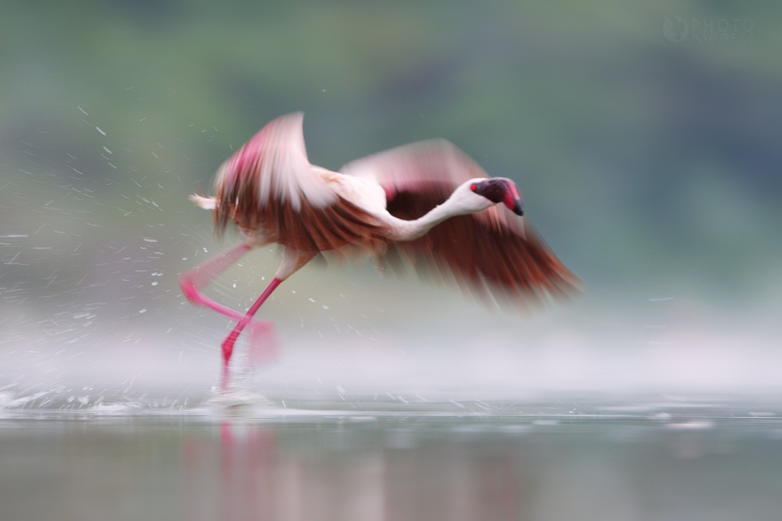 Lesser Flamingo