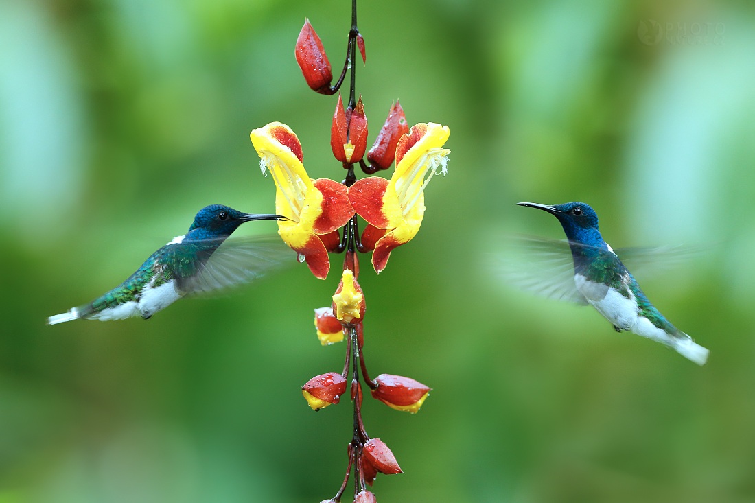 Giacobino collo bianco