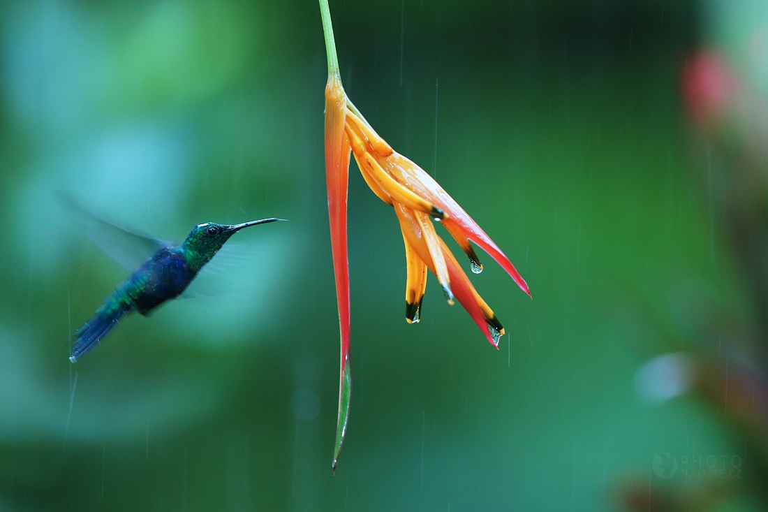 Green-crowned Woodnymph