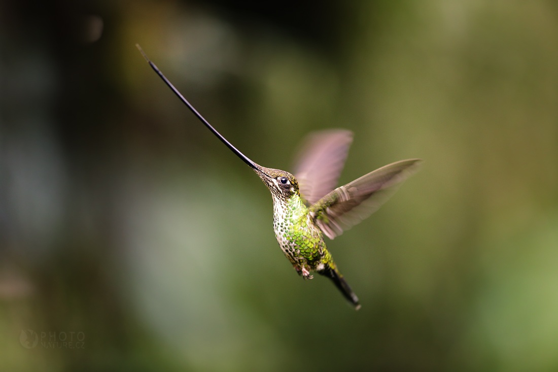 Spada-fatturato Hummingbird